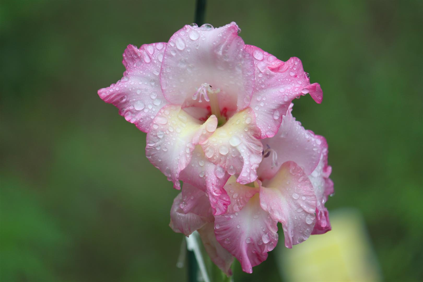 earth, gladiolus, flowers wallpapers for tablet