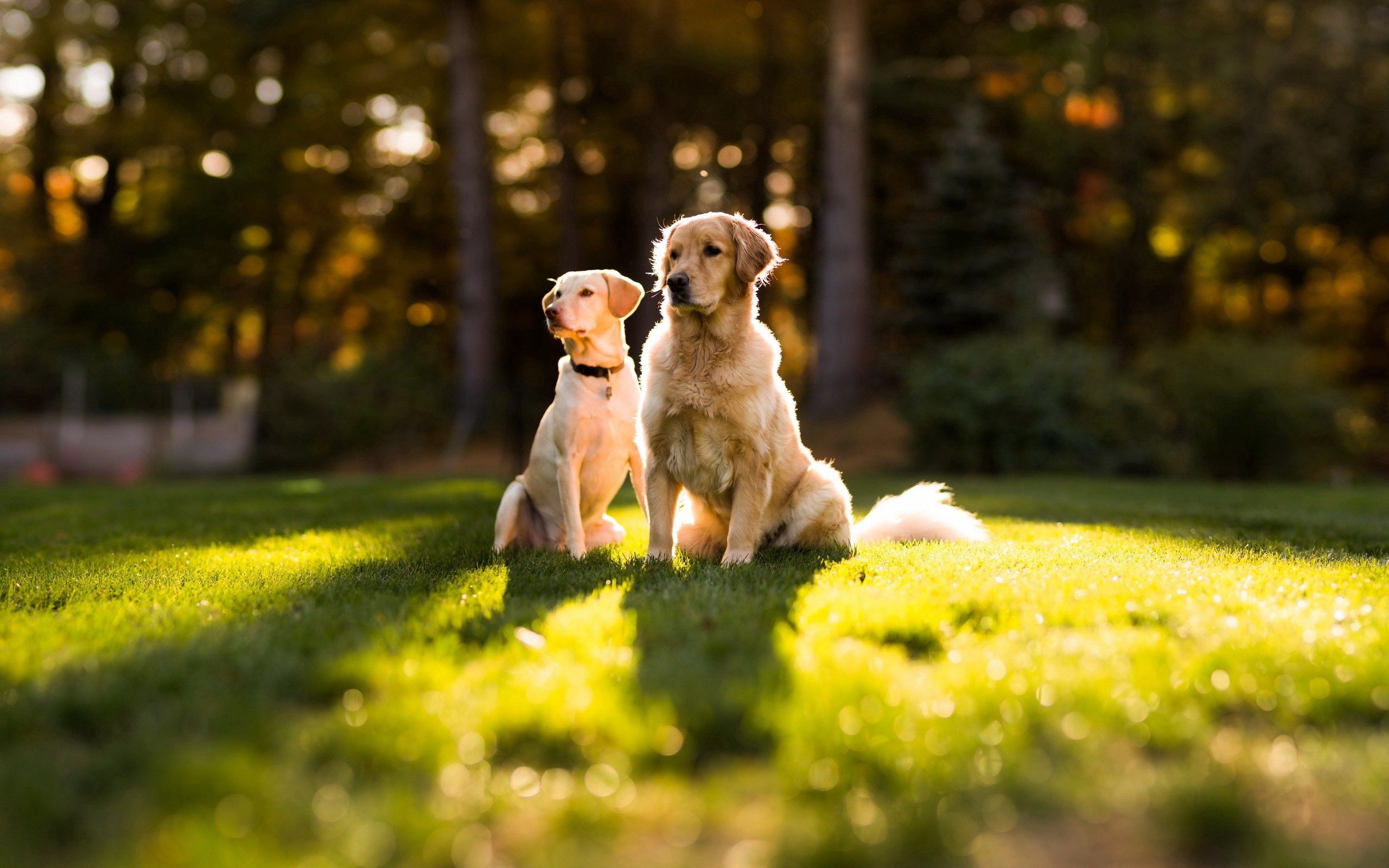 102762 download wallpaper couple, animals, dogs, grass, shine, light, pair screensavers and pictures for free