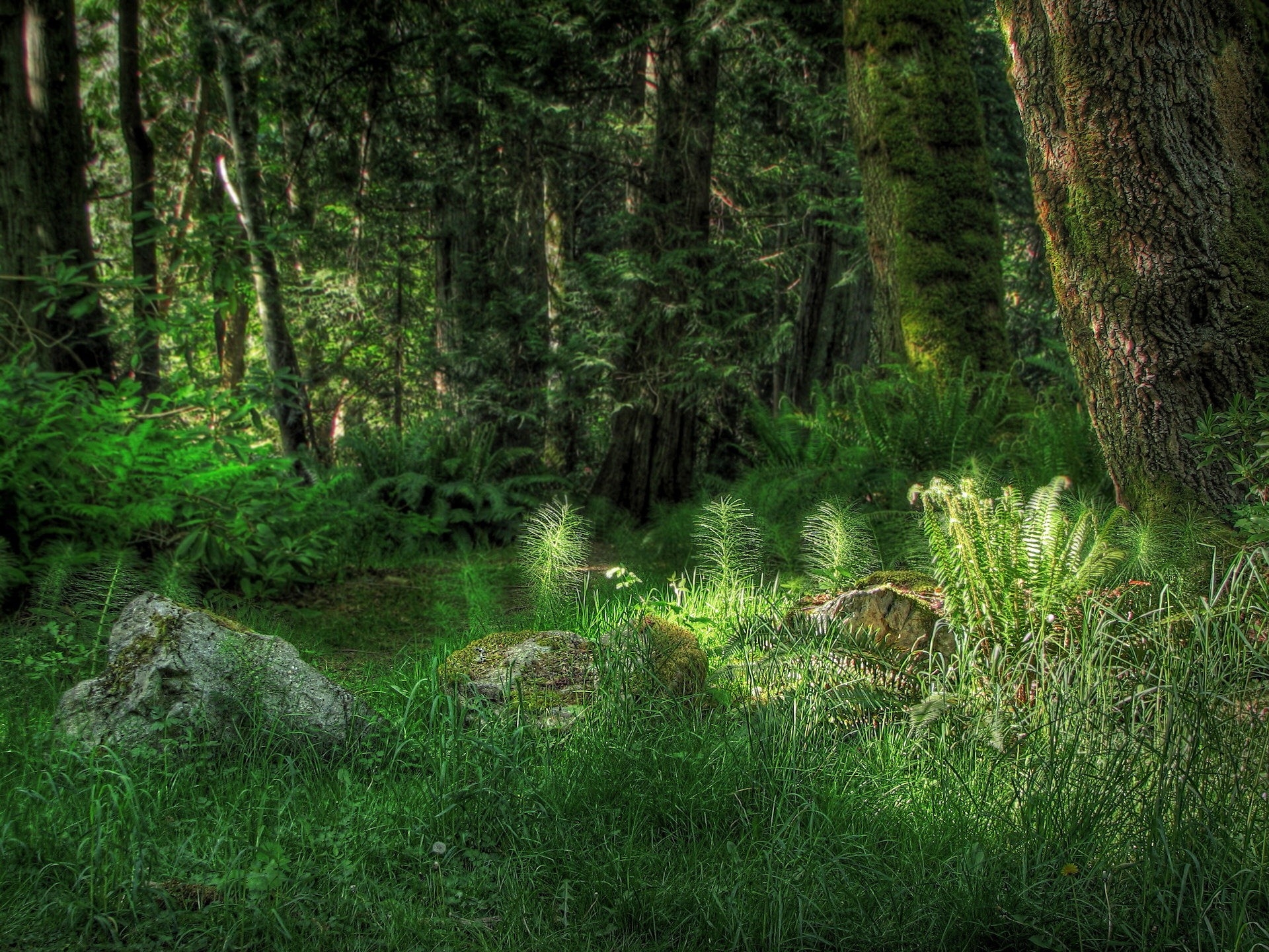 vegetation, nature, grass, rock, shine, light, fern, forest, stone