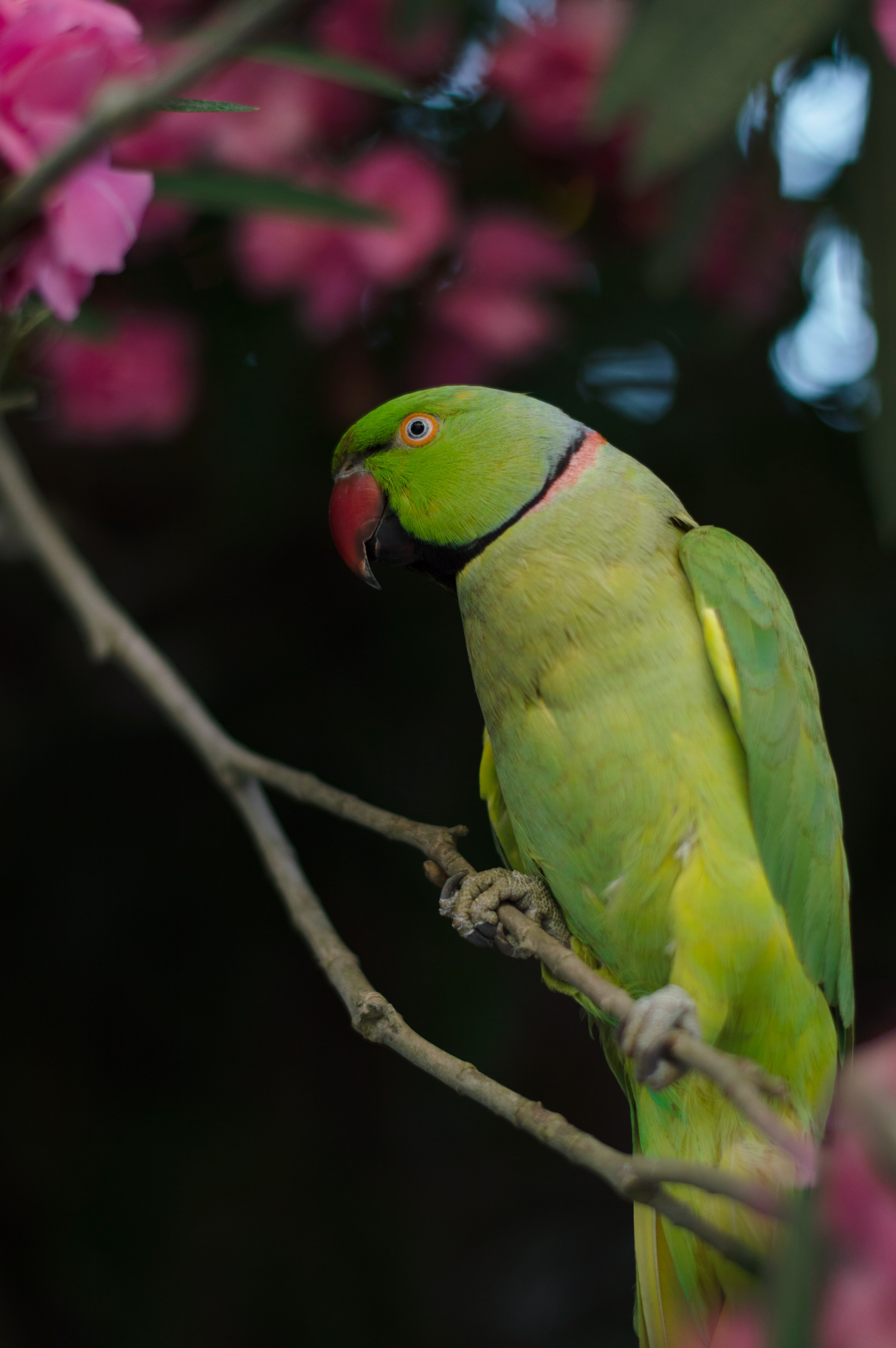 parrots, animals, green, bird, necklace parrot, burnt parrot HD wallpaper