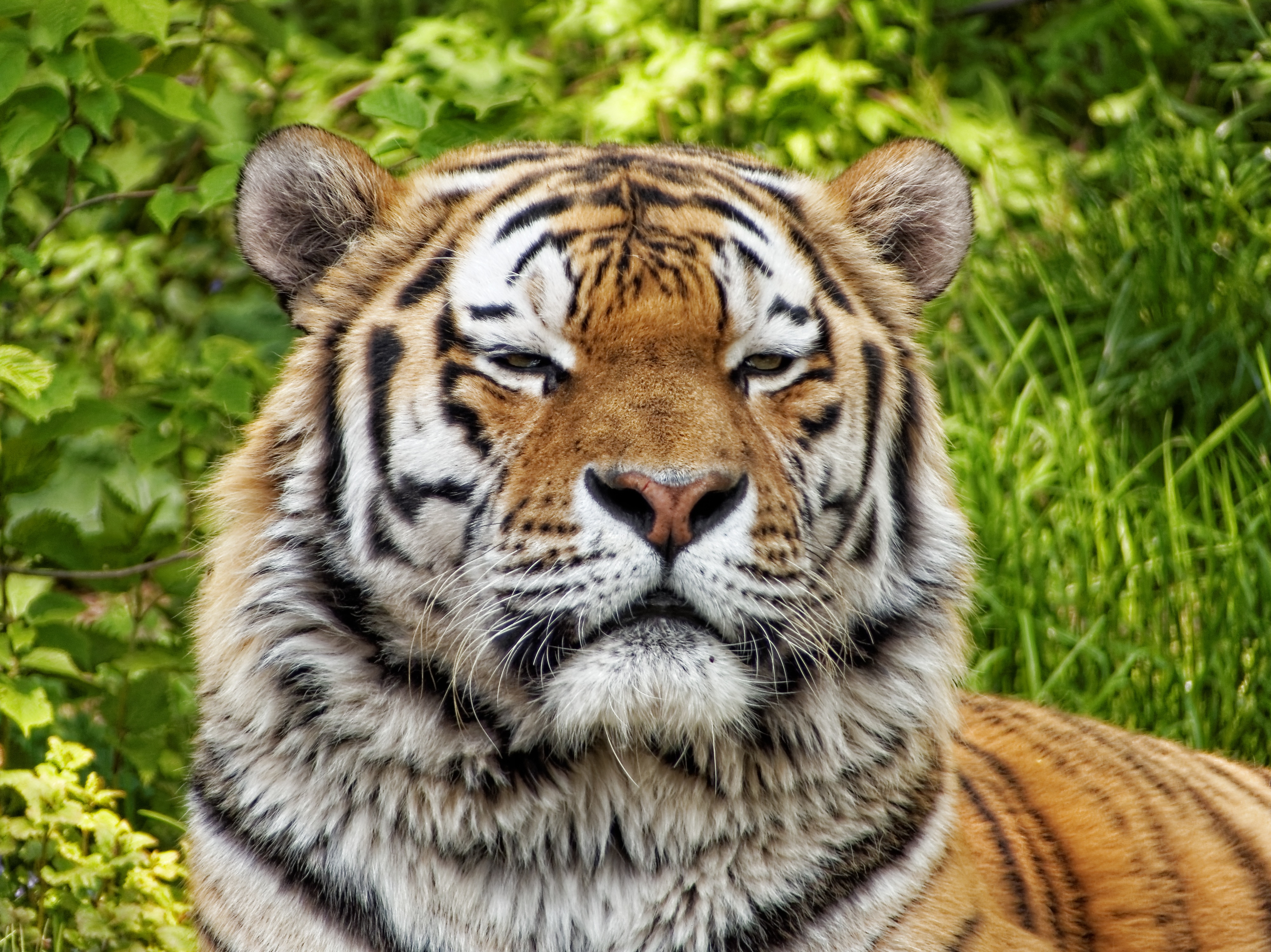 105458 Bild herunterladen tiere, schnauze, raubtier, predator, big cat, große katze, tiger - Hintergrundbilder und Bildschirmschoner kostenlos