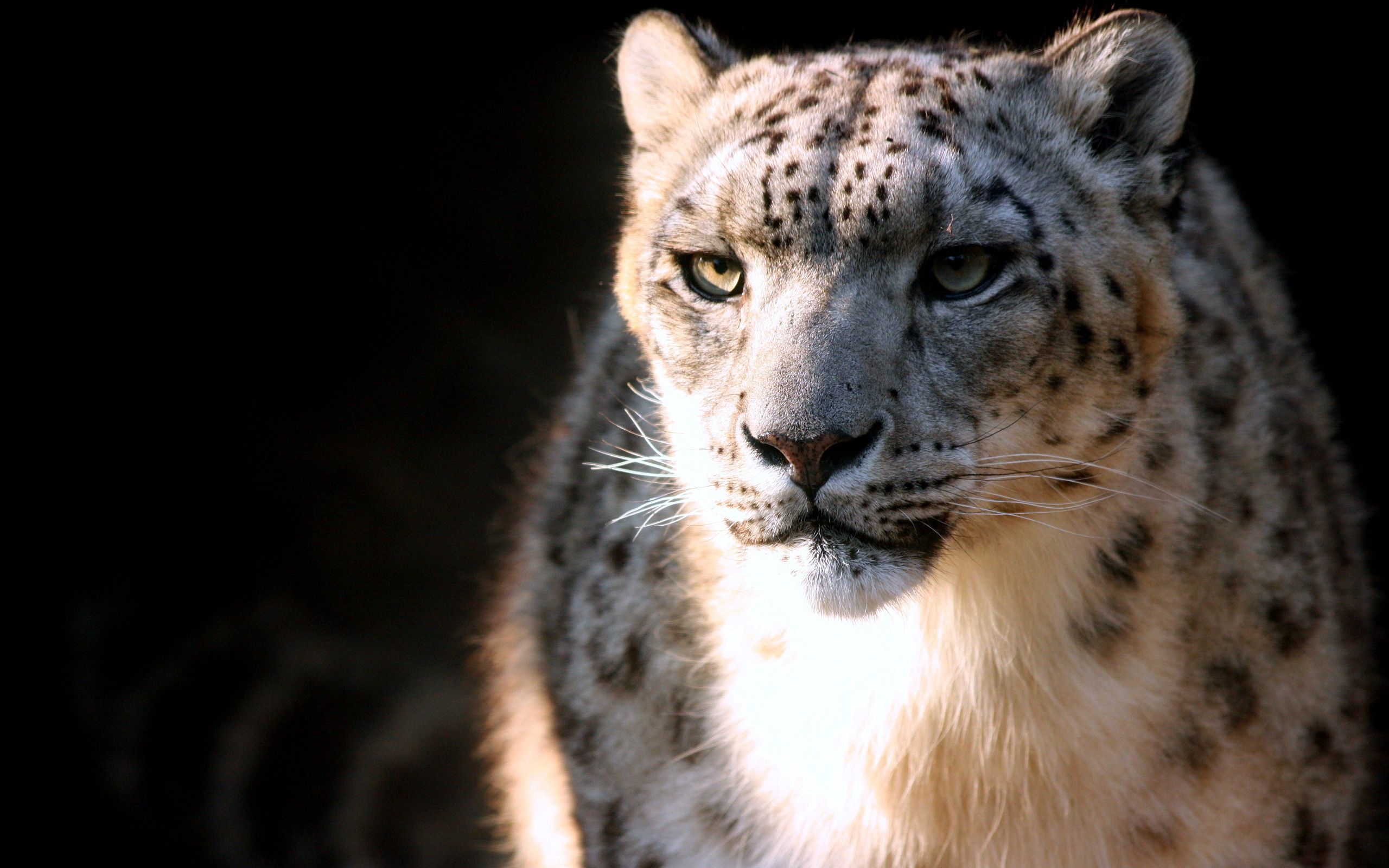 109909 Screensavers and Wallpapers Snow Leopard for phone. Download snow leopard, animals, muzzle, predator, big cat pictures for free