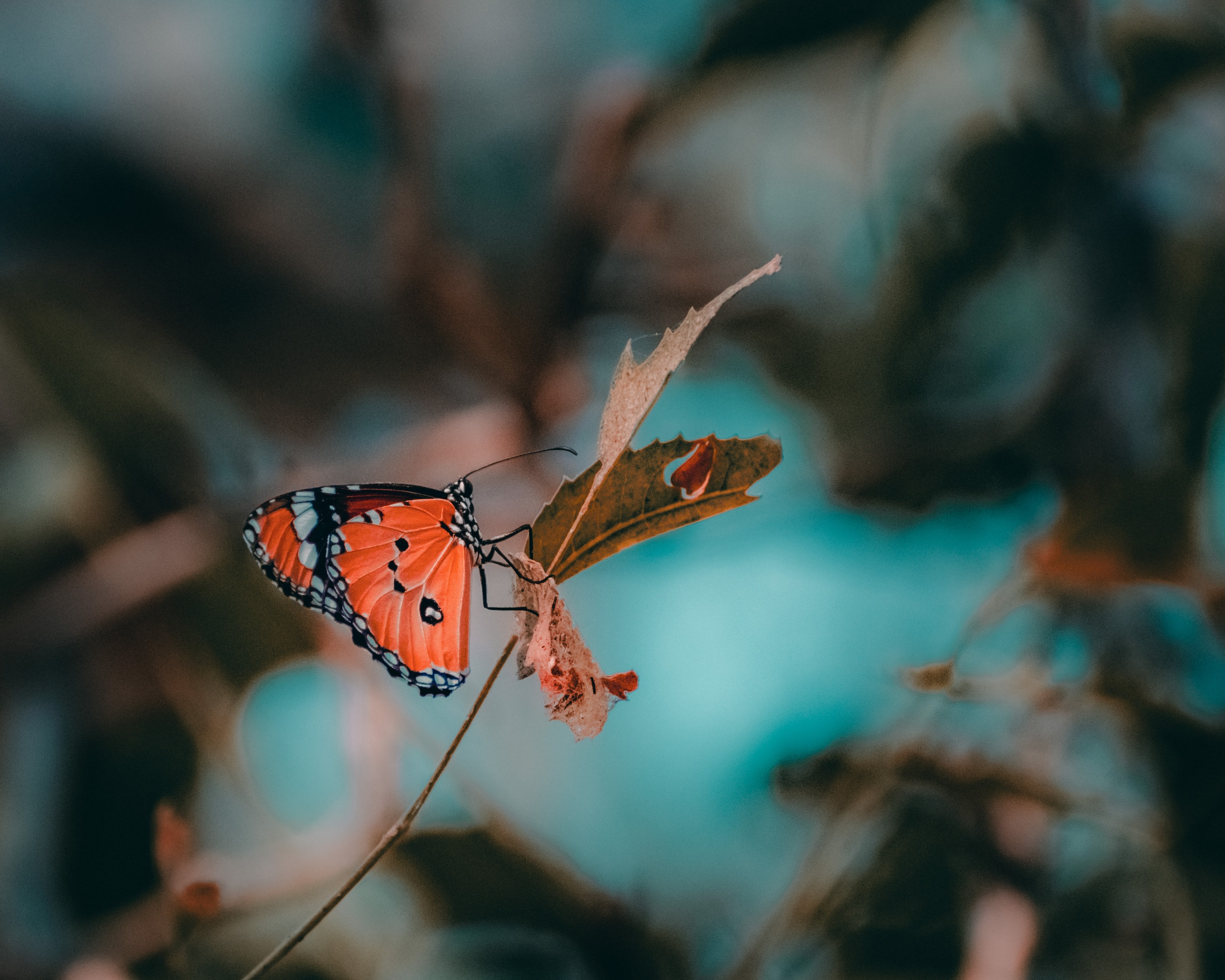 macro, branch, insect, butterfly HD wallpaper