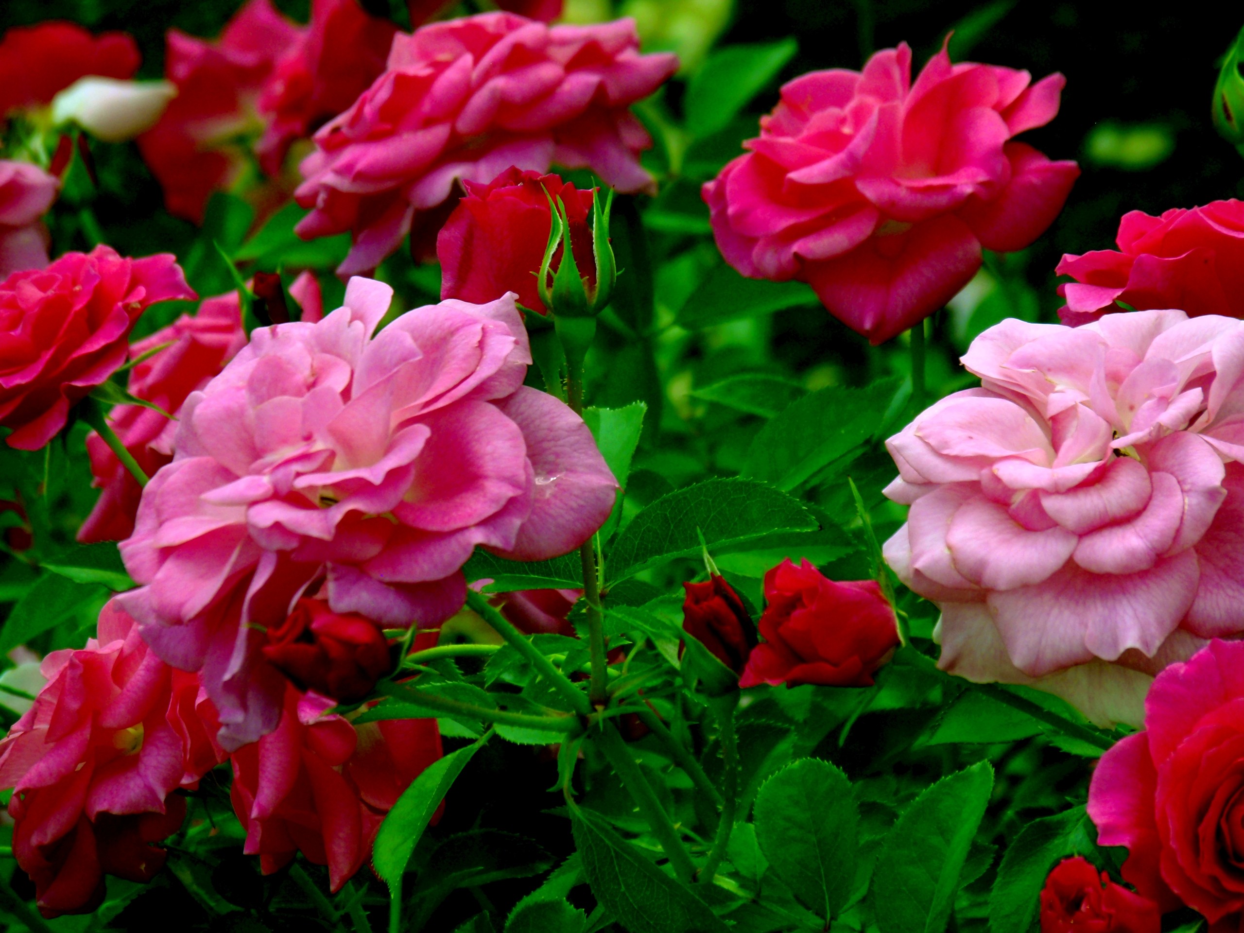 UHD wallpaper pink flower, rose bush, flower, rose