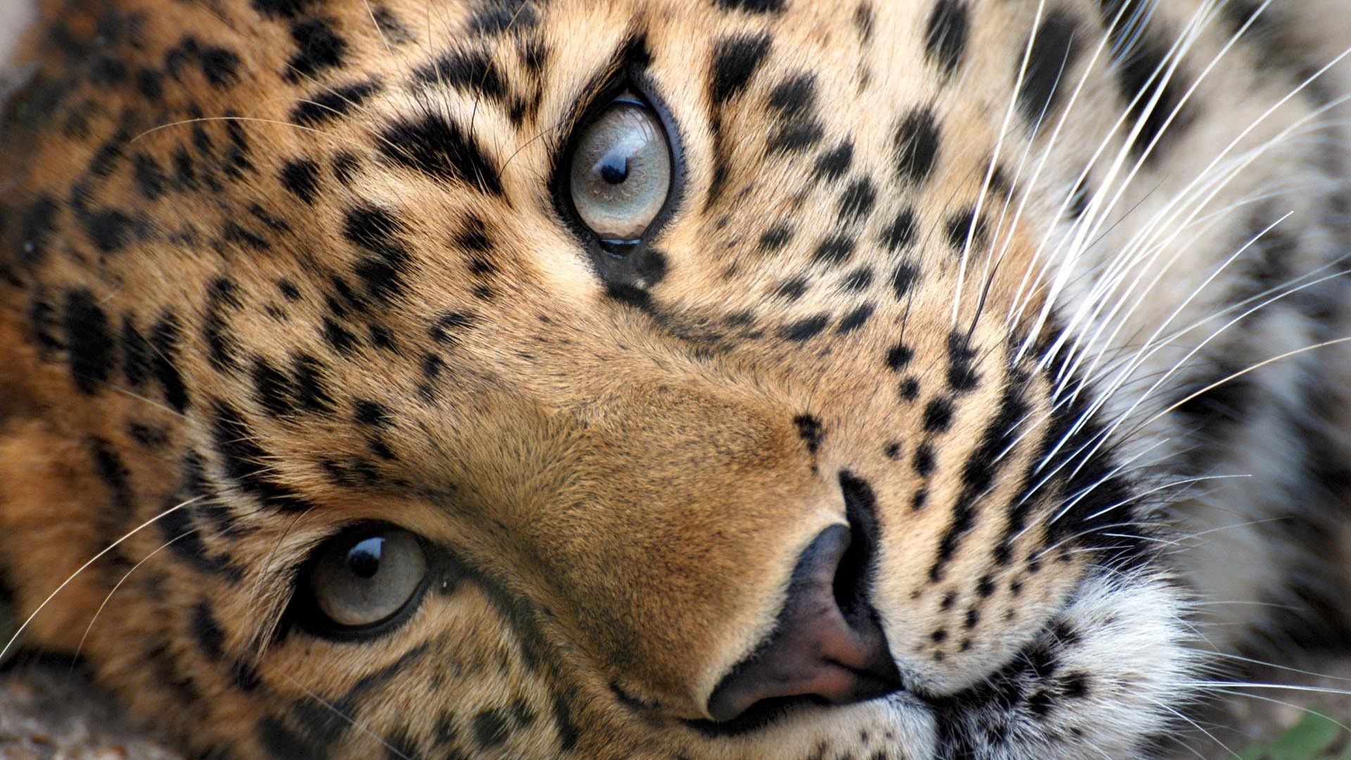 142985 Protetores de tela e papéis de parede Leopardo em seu telefone. Baixe visto, focinho, animais, manchado fotos gratuitamente
