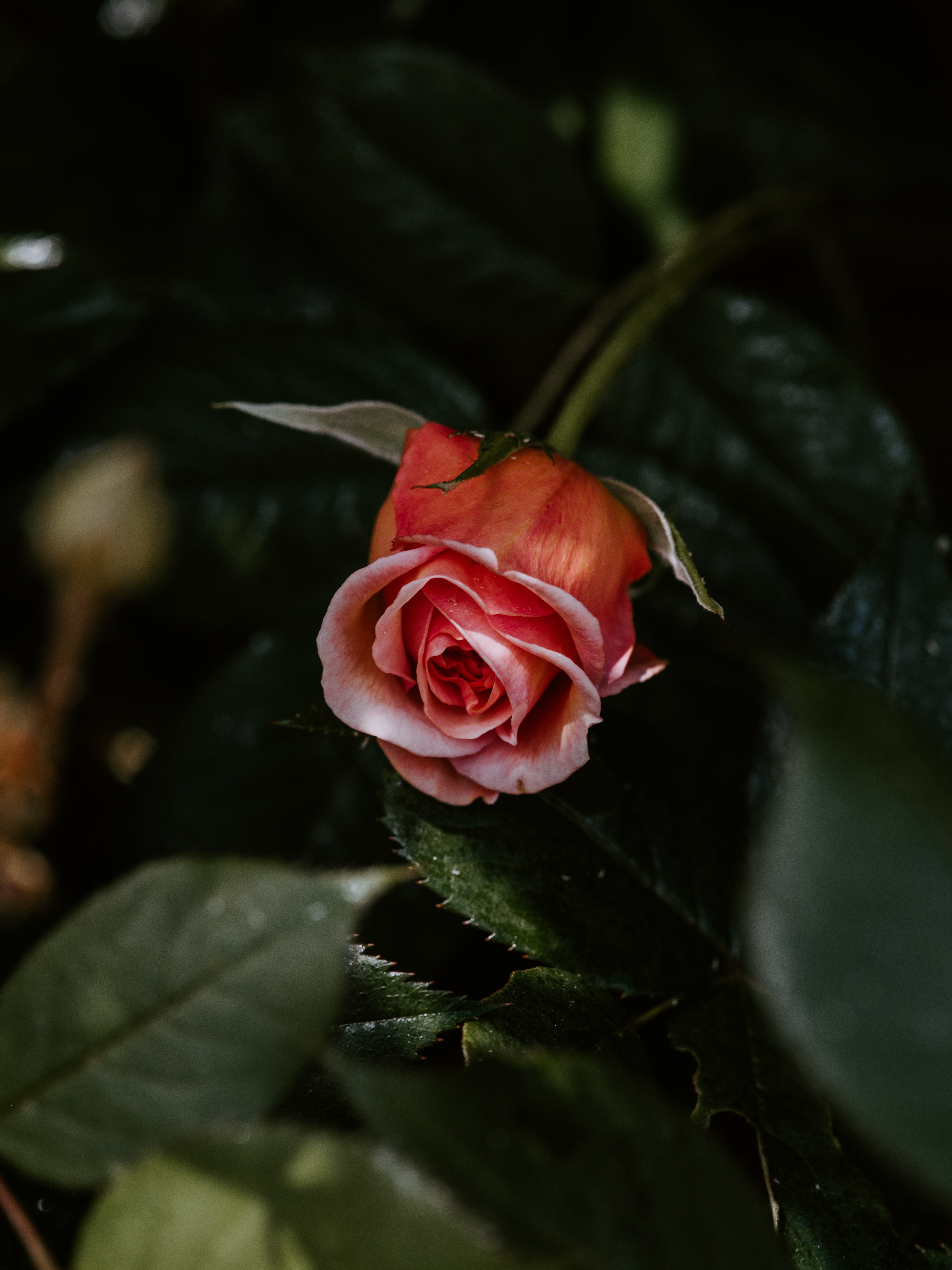 Mobile HD Wallpaper Rose Flower flower, flowering, bloom, plant