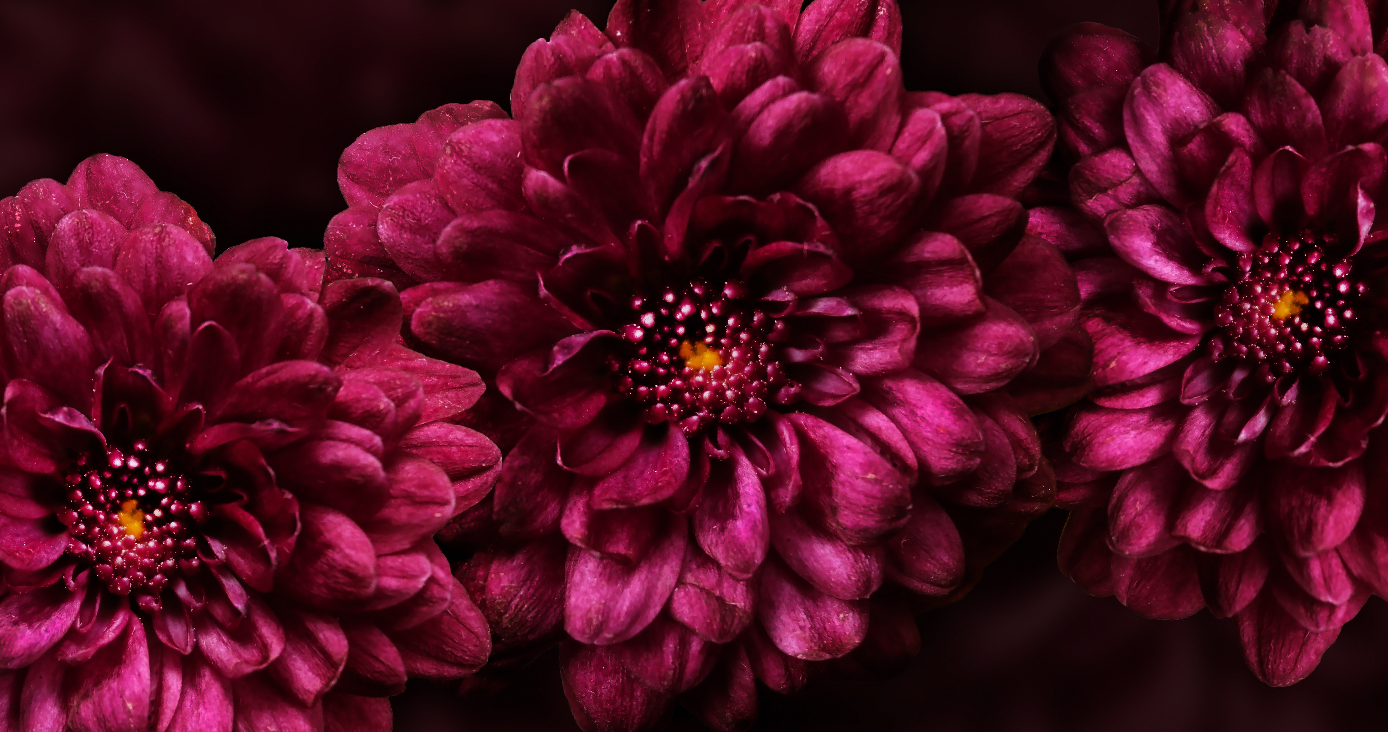 Laden Sie das Blumen, Blume, Dunkel, Blütenblätter, Knospen-Bild kostenlos auf Ihren PC-Desktop herunter