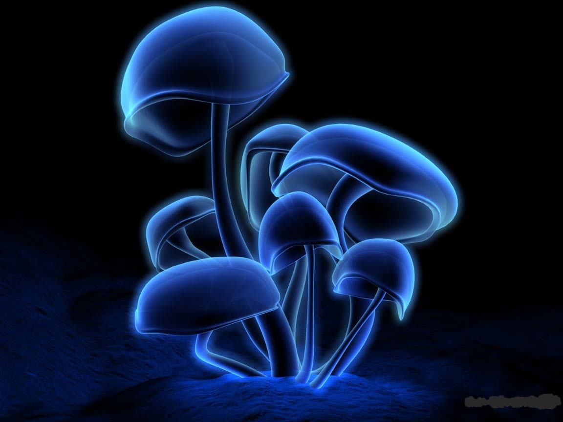  Mashrooms HD Android Wallpapers