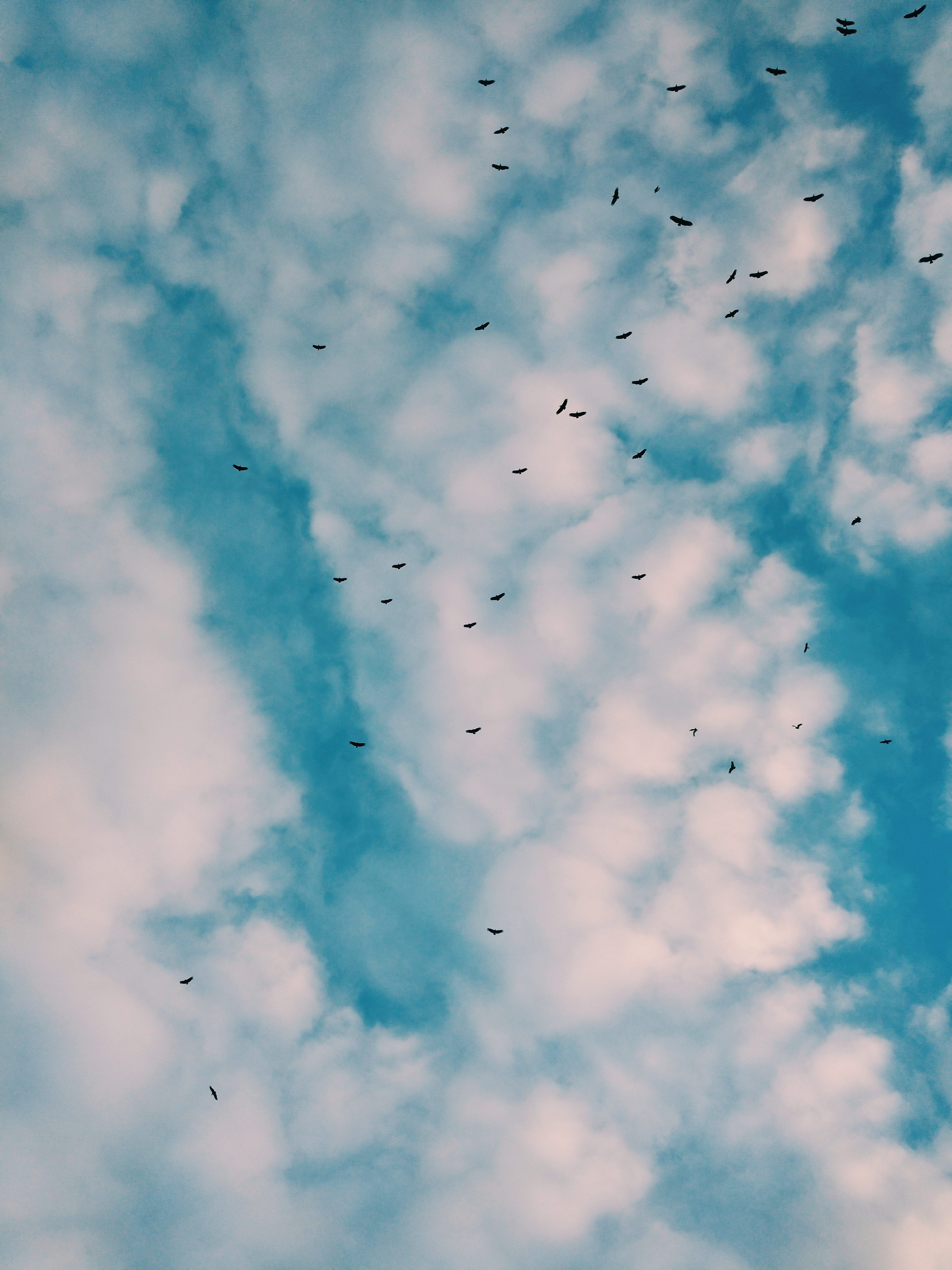 149326 Bildschirmschoner und Hintergrundbilder Vögel auf Ihrem Telefon. Laden Sie natur, clouds, herde, sky Bilder kostenlos herunter