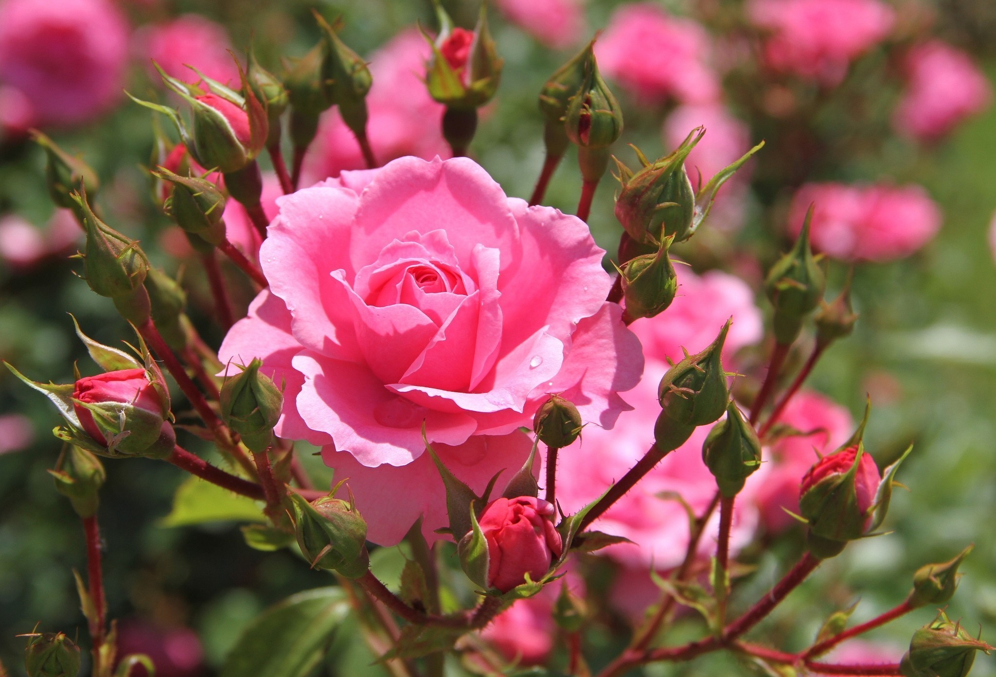 pink rose, flowers, bud, earth, rose, flower, nature, rose bush Full HD