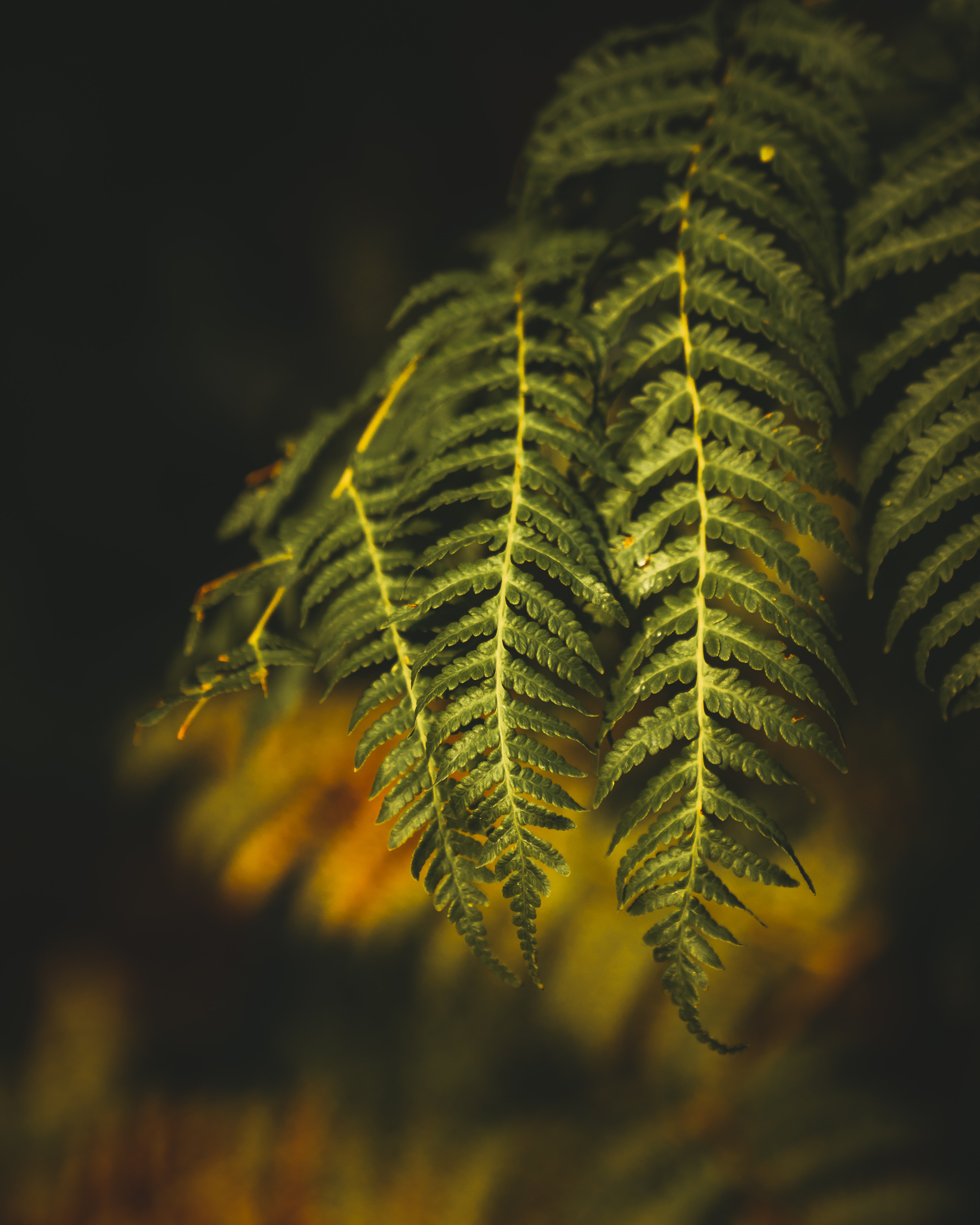 nature, plant, fern, branch HD wallpaper