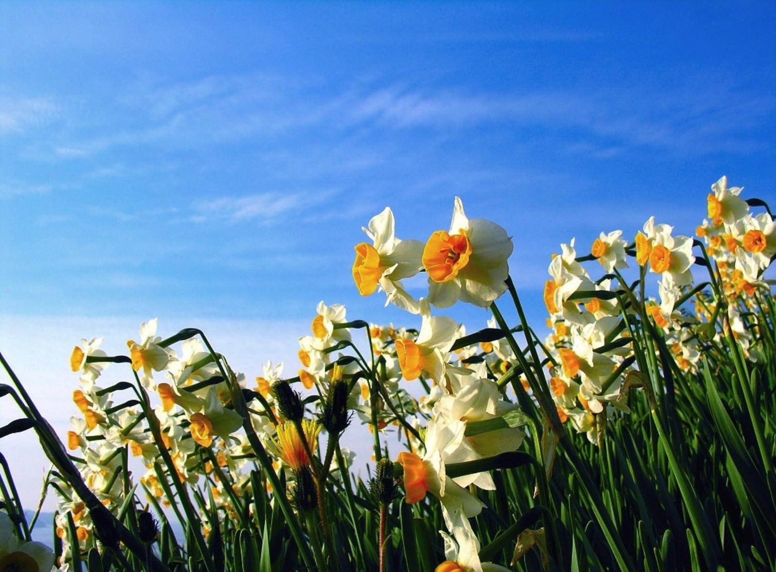 Laden Sie das Blumen, Sky, Narzissen, Blumenbeet, Frühling, Stimmung-Bild kostenlos auf Ihren PC-Desktop herunter