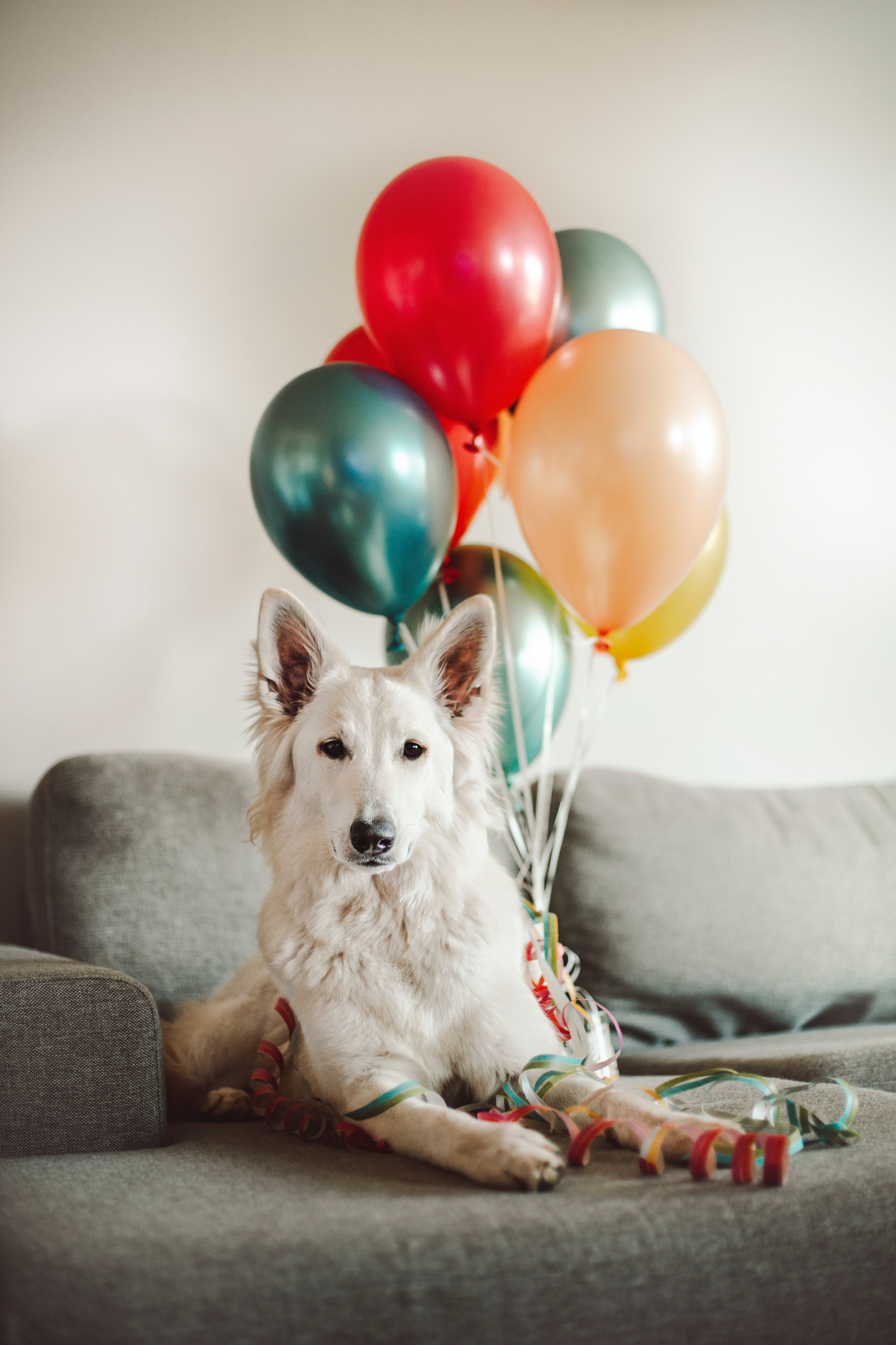 85059 скачать обои воздушные шары, животные, собака, милый, белая - заставки и картинки бесплатно