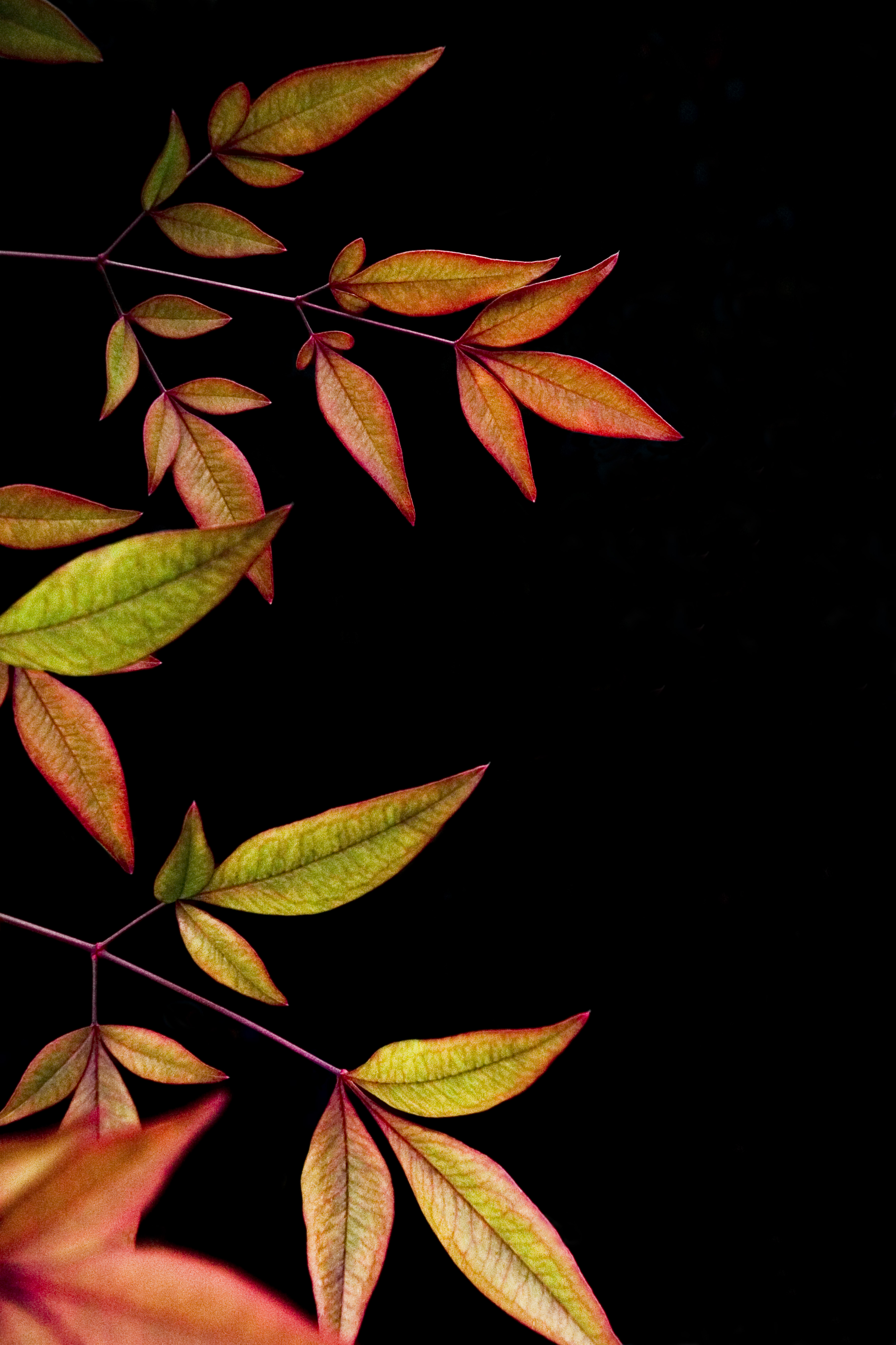 dark, leaves, black background, branch