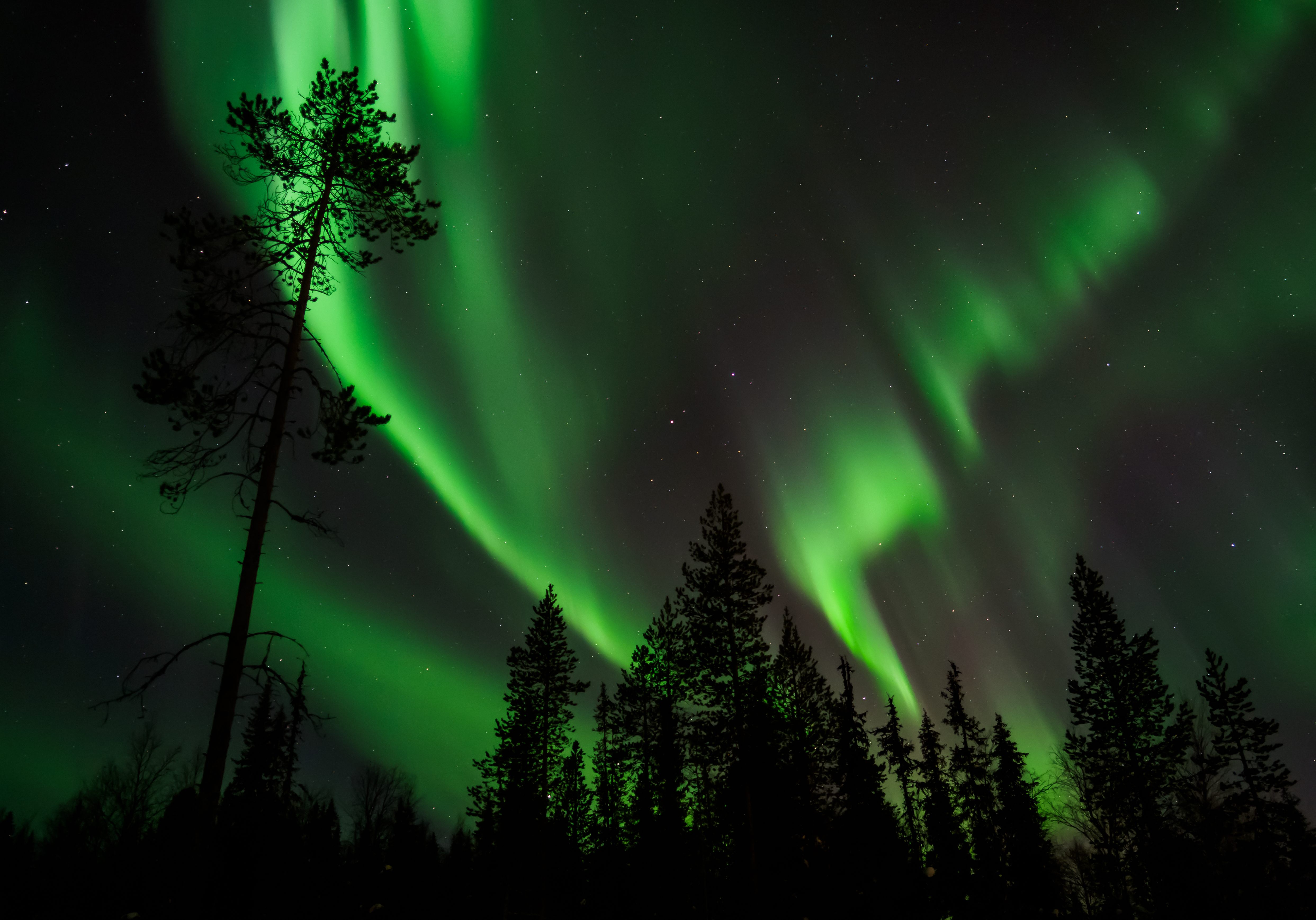 northern lights, aurora borealis, pine, dark, starry sky 4K
