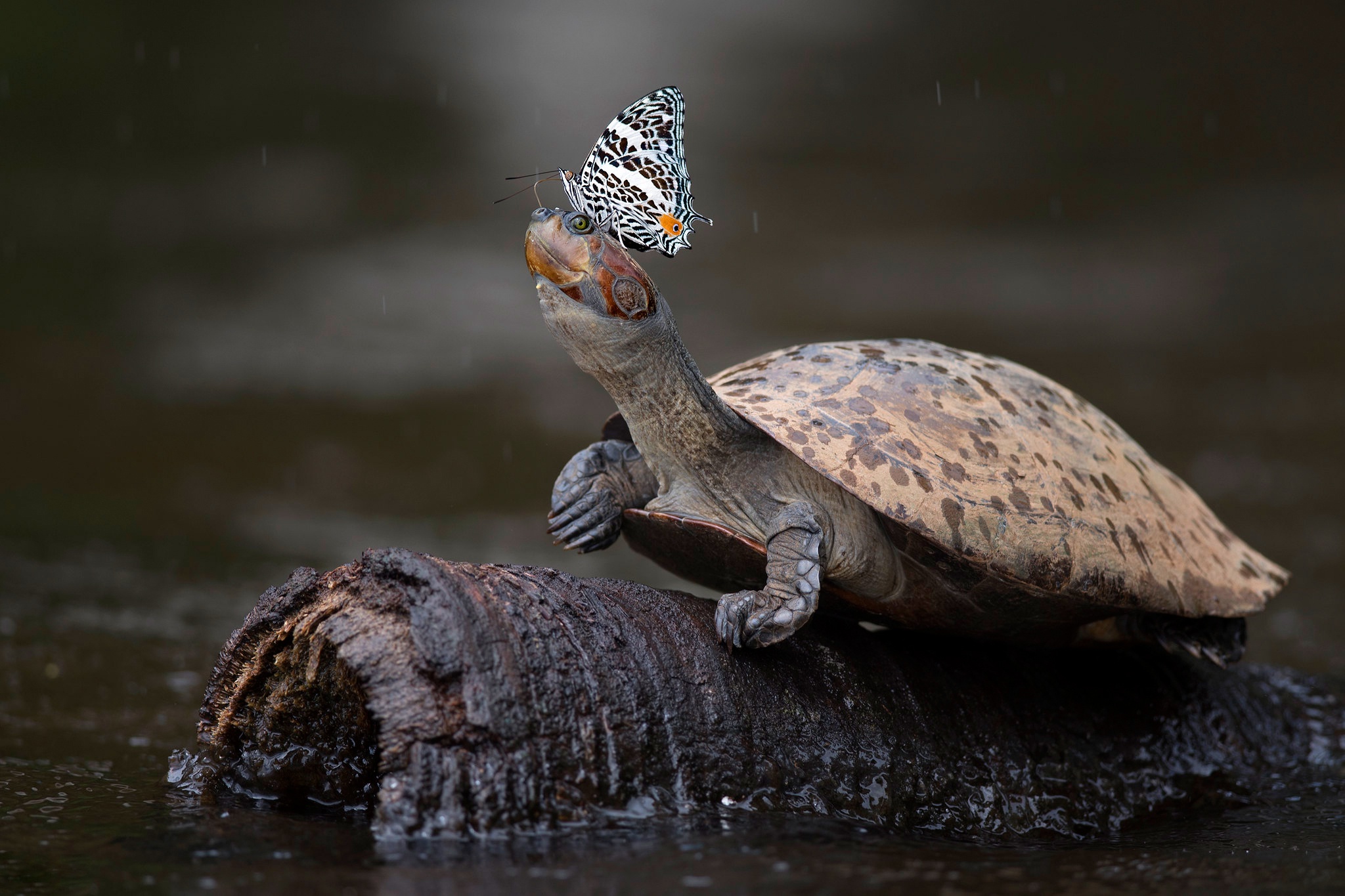 animal, turtles, butterfly Panoramic Wallpapers