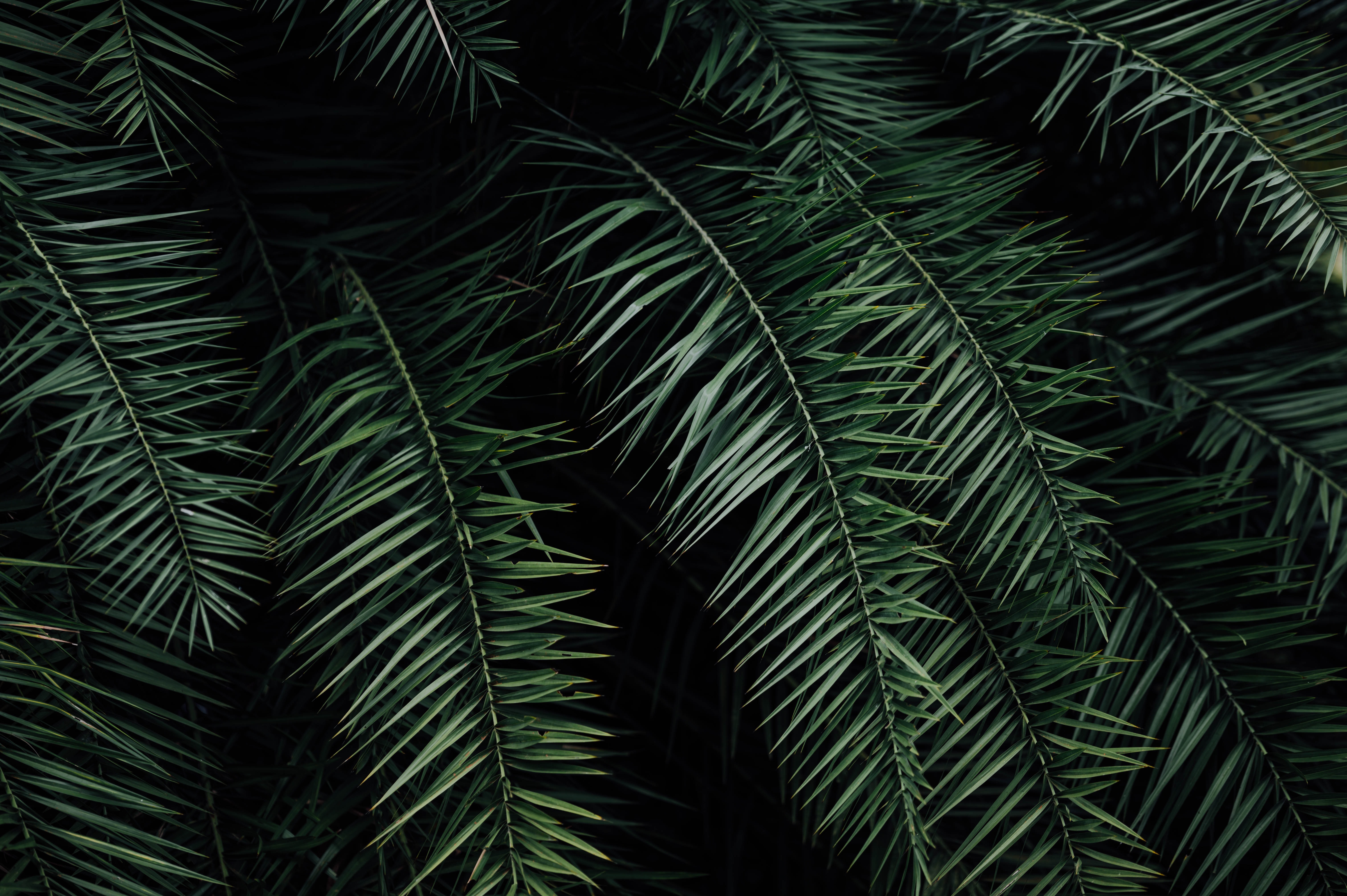 Download mobile wallpaper Branches, Leaves, Nature, Palm for free.