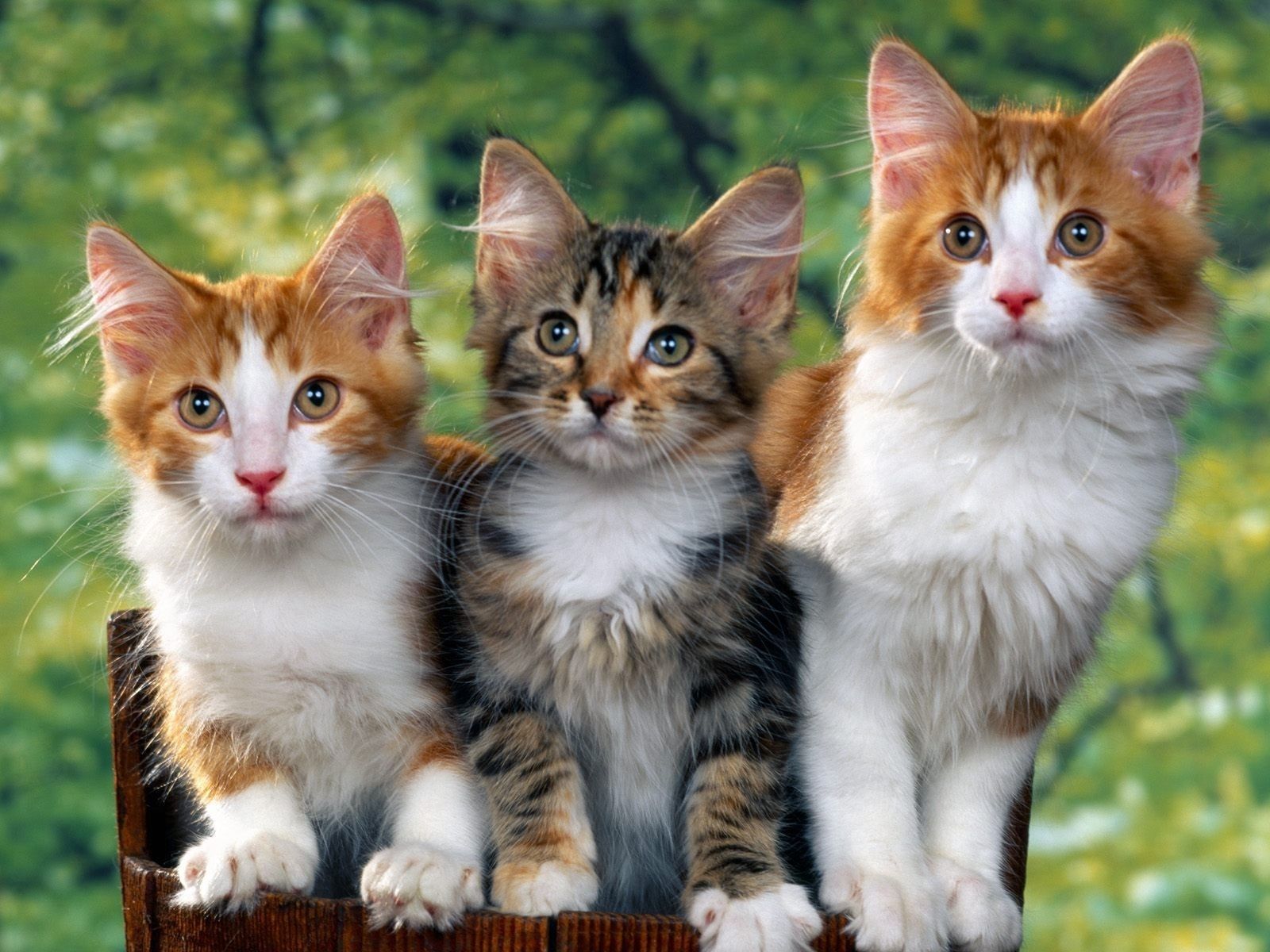 Desktop Backgrounds Kittens spotted, animals, cats, sit