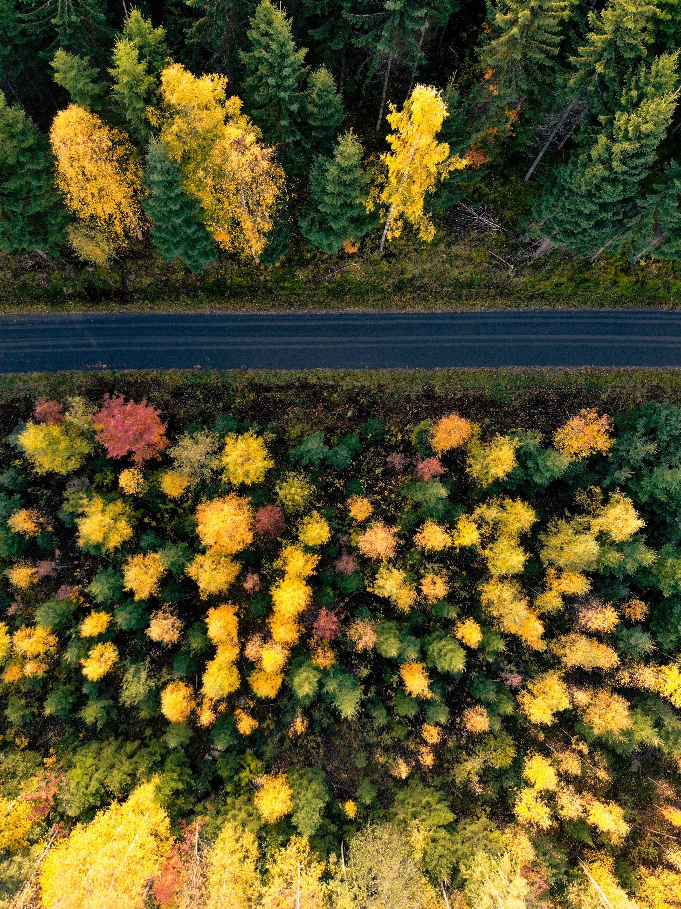 autumn, nature, trees, view from above, road, forest Full HD