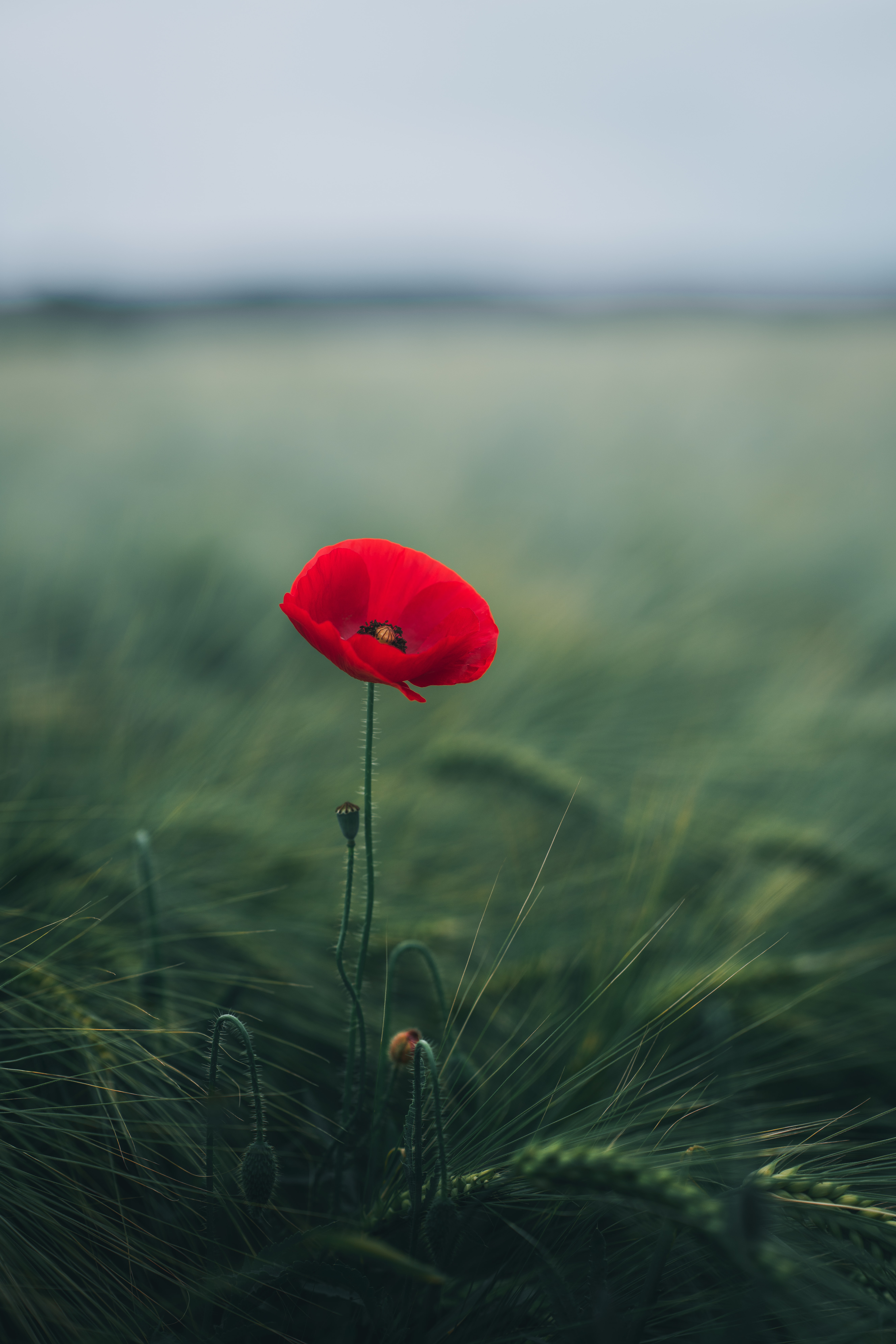 Poppy HD for Phone