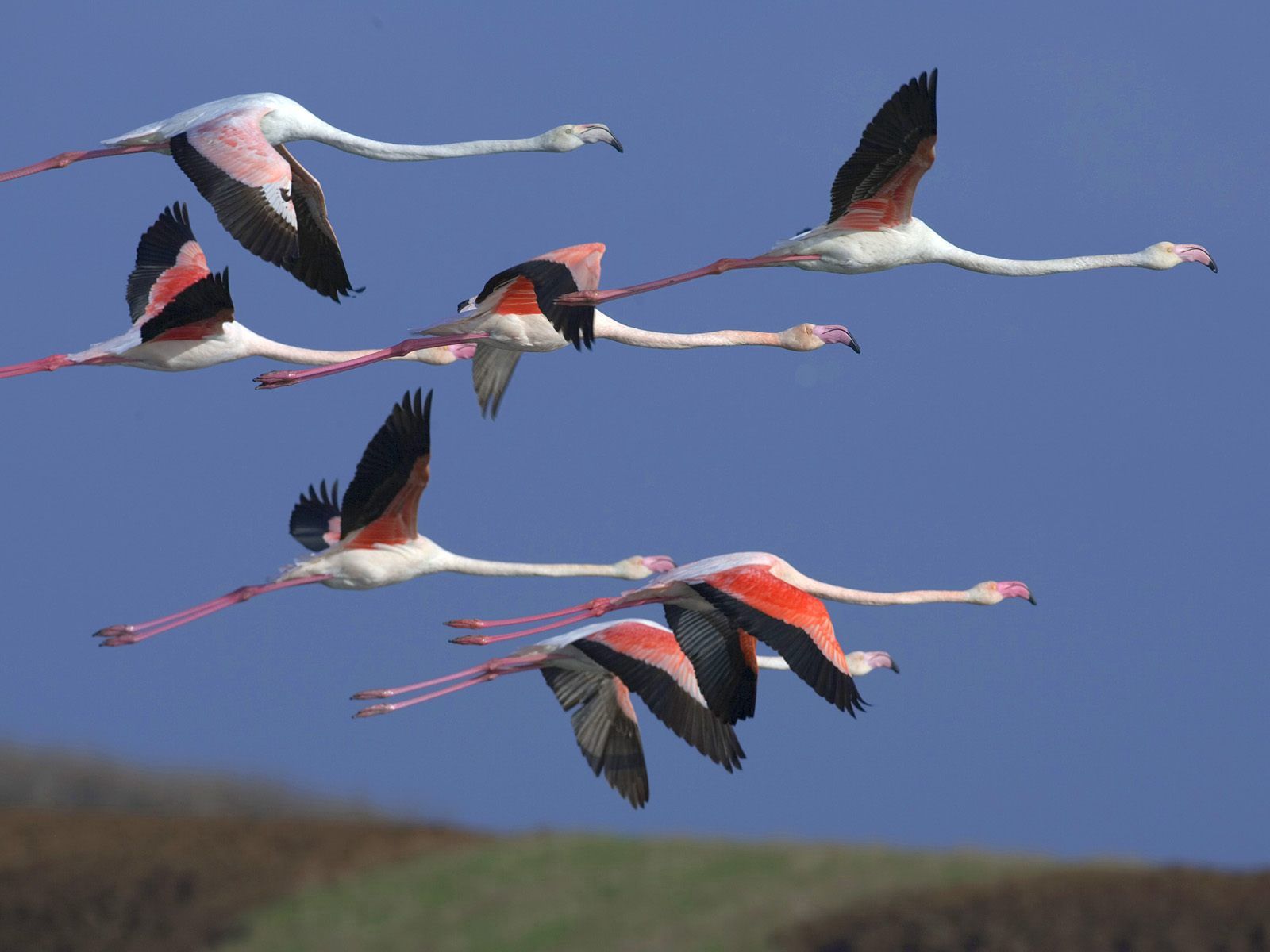 Laden Sie das Tiere, Vögel, Sky, Flamingo, Flug, Herde-Bild kostenlos auf Ihren PC-Desktop herunter
