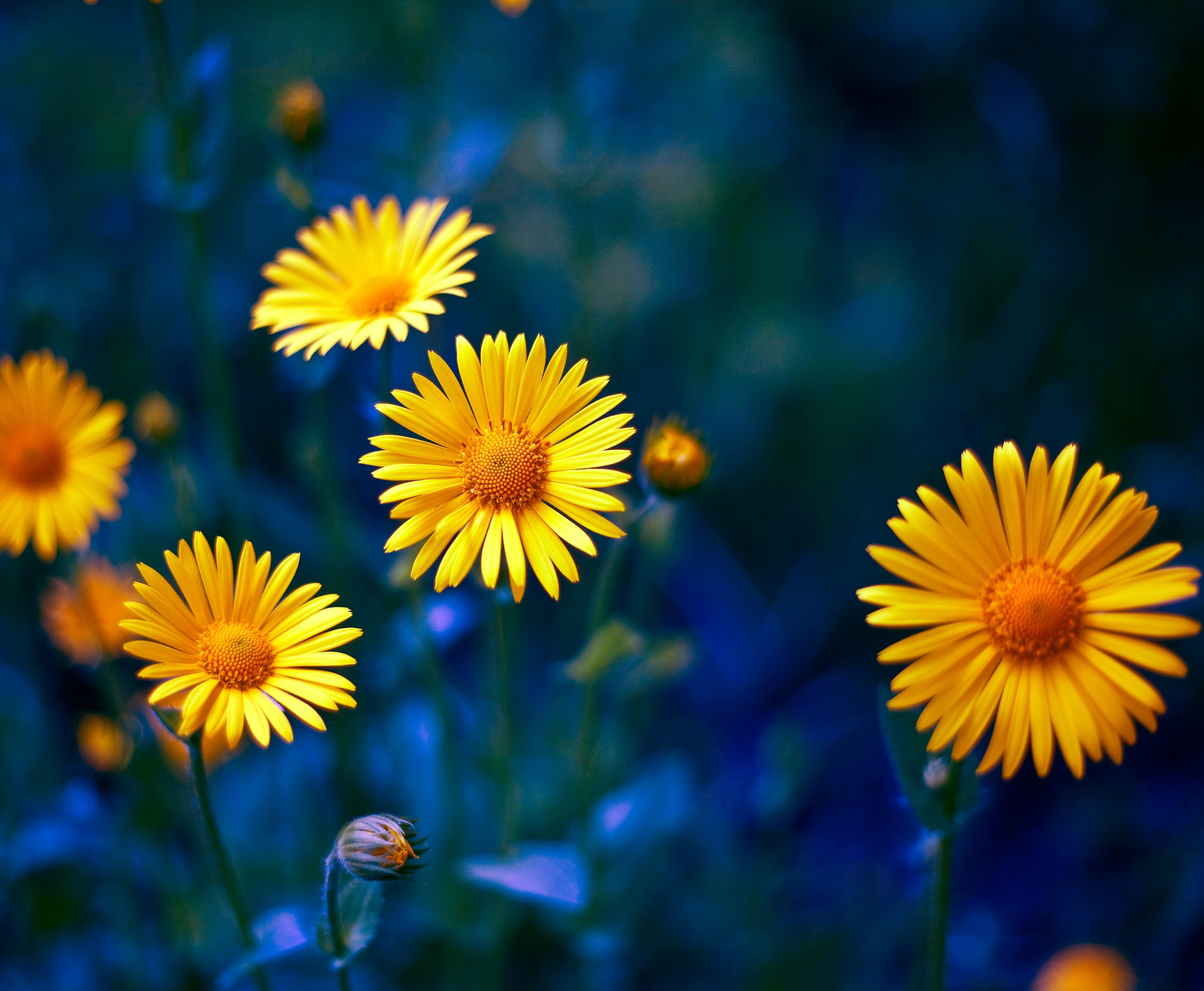 yellow flower, earth, flower, camomile, nature, flowers