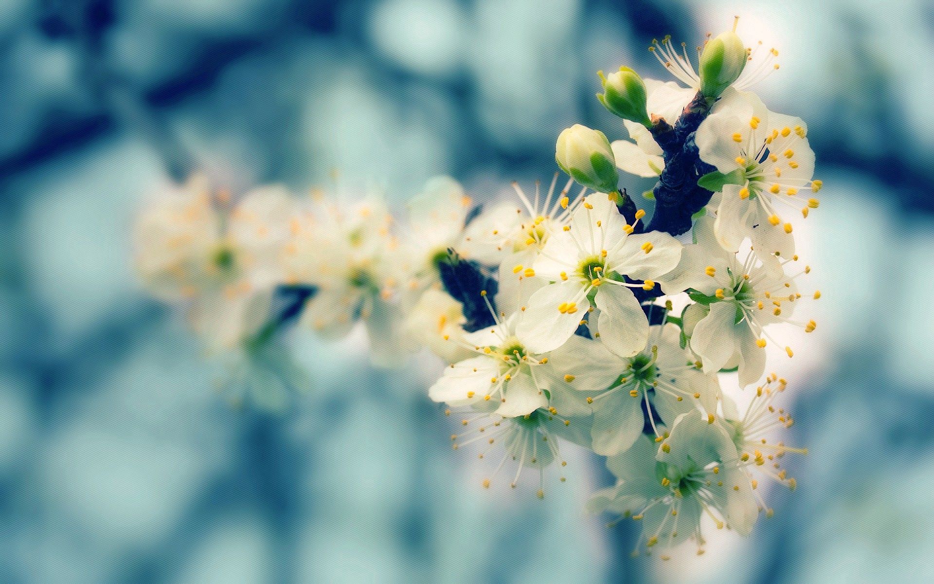 glare, flowers, macro, wood, tree, bloom, flowering, spring phone wallpaper