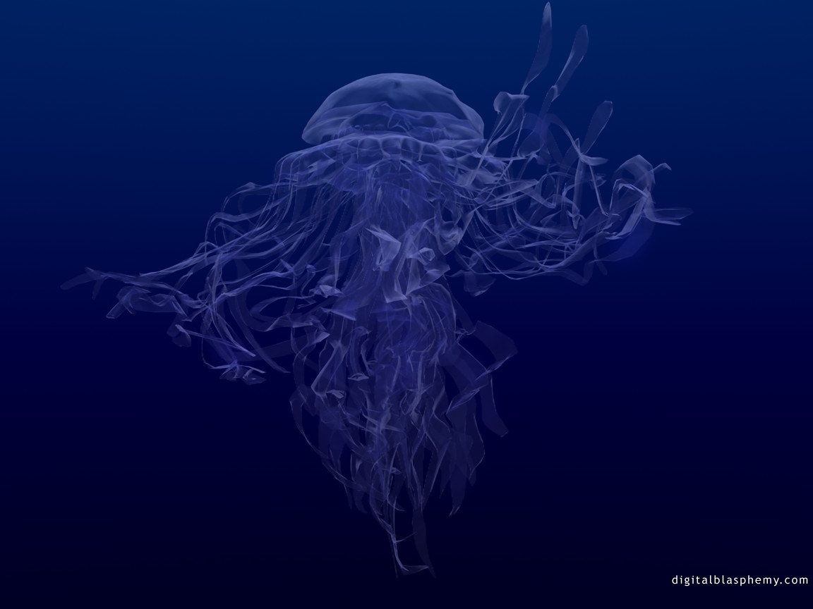 7631 Hintergrundbild herunterladen tiere, sea, jellyfish, blau - Bildschirmschoner und Bilder kostenlos