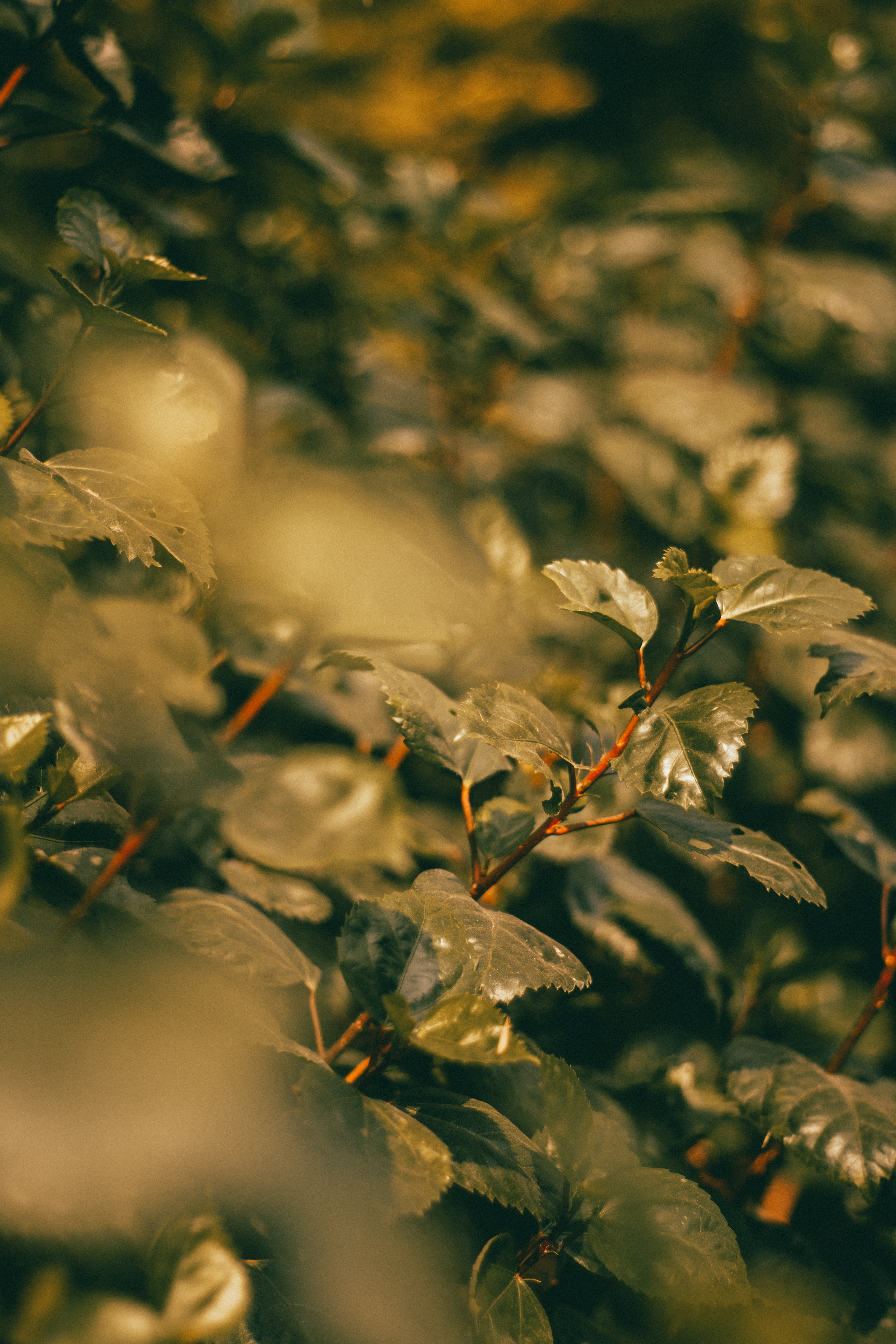 plant, nature, leaves, green, branches 8K