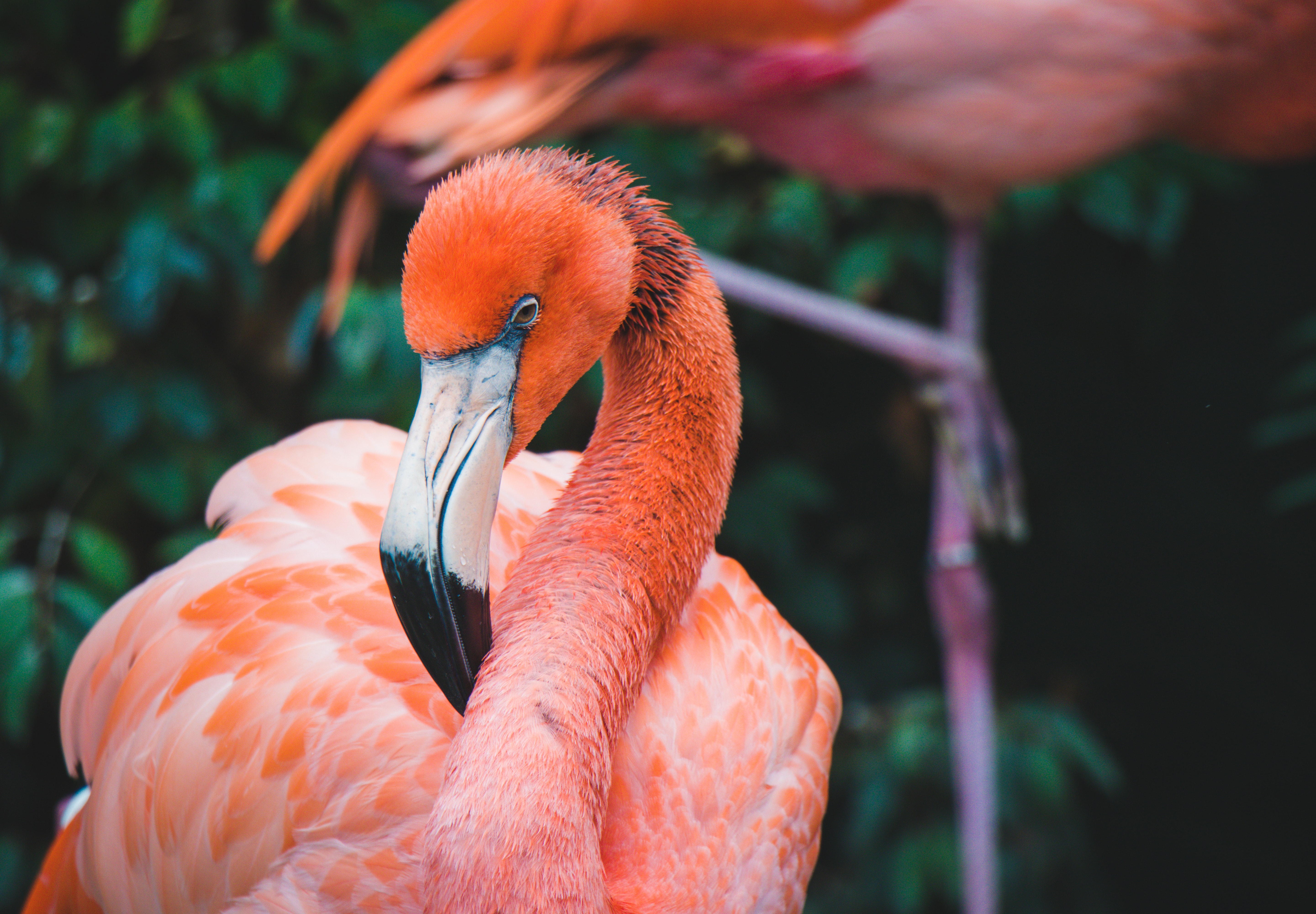 Laden Sie das Tiere, Flamingo, Vogel, Schnabel, Hals, Gefieder-Bild kostenlos auf Ihren PC-Desktop herunter
