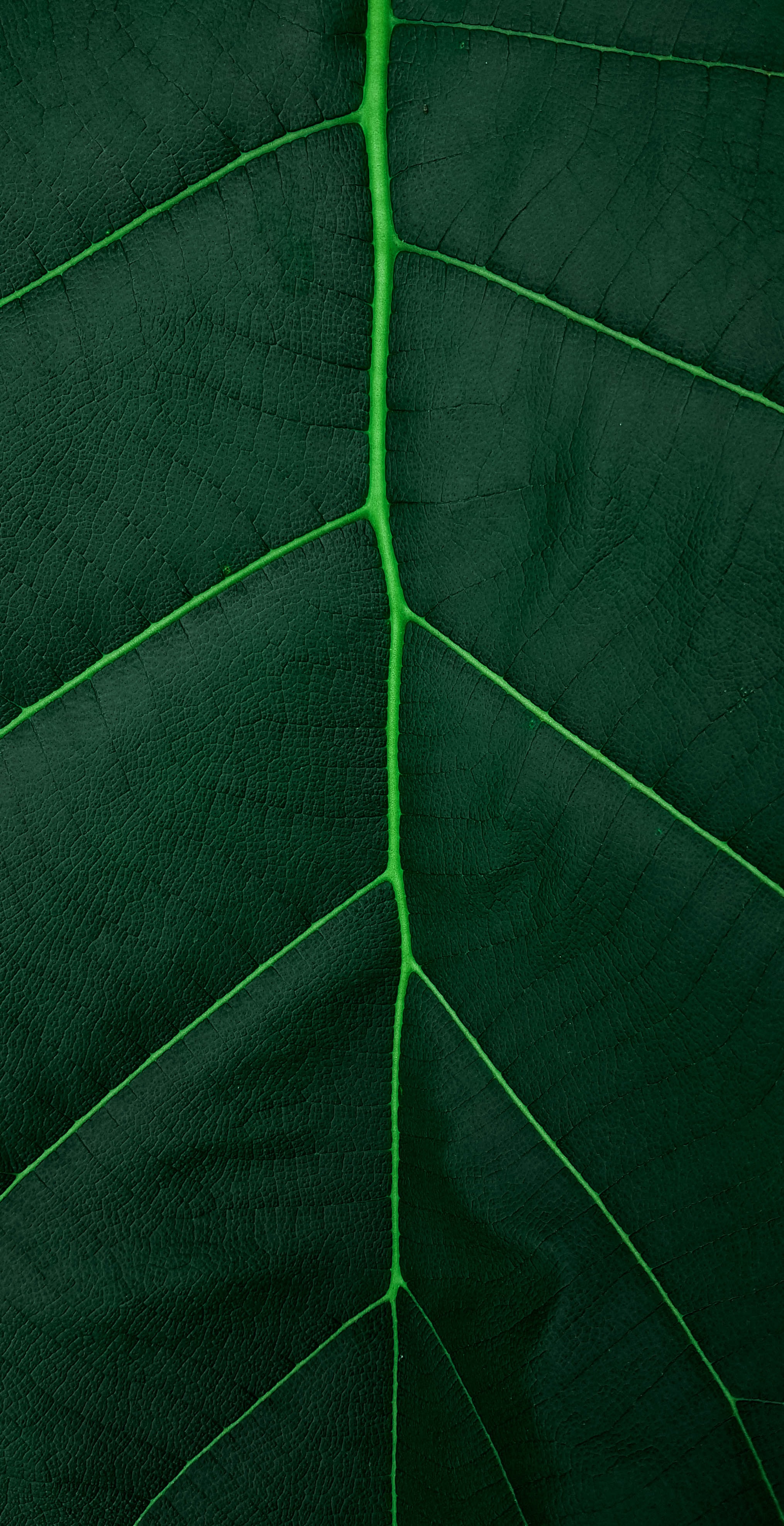 Phone Background Full HD green, sheet, macro, leaf