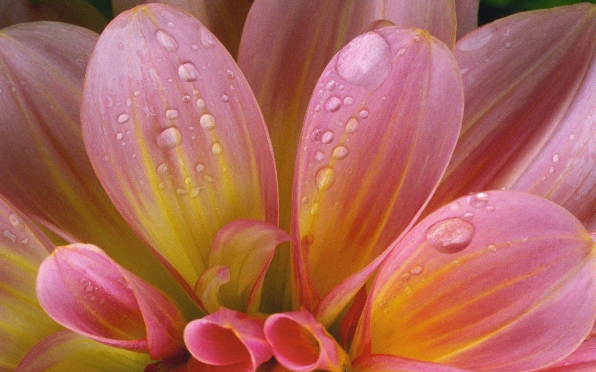 tender, pink, drops, flower, macro, wet, humid Full HD