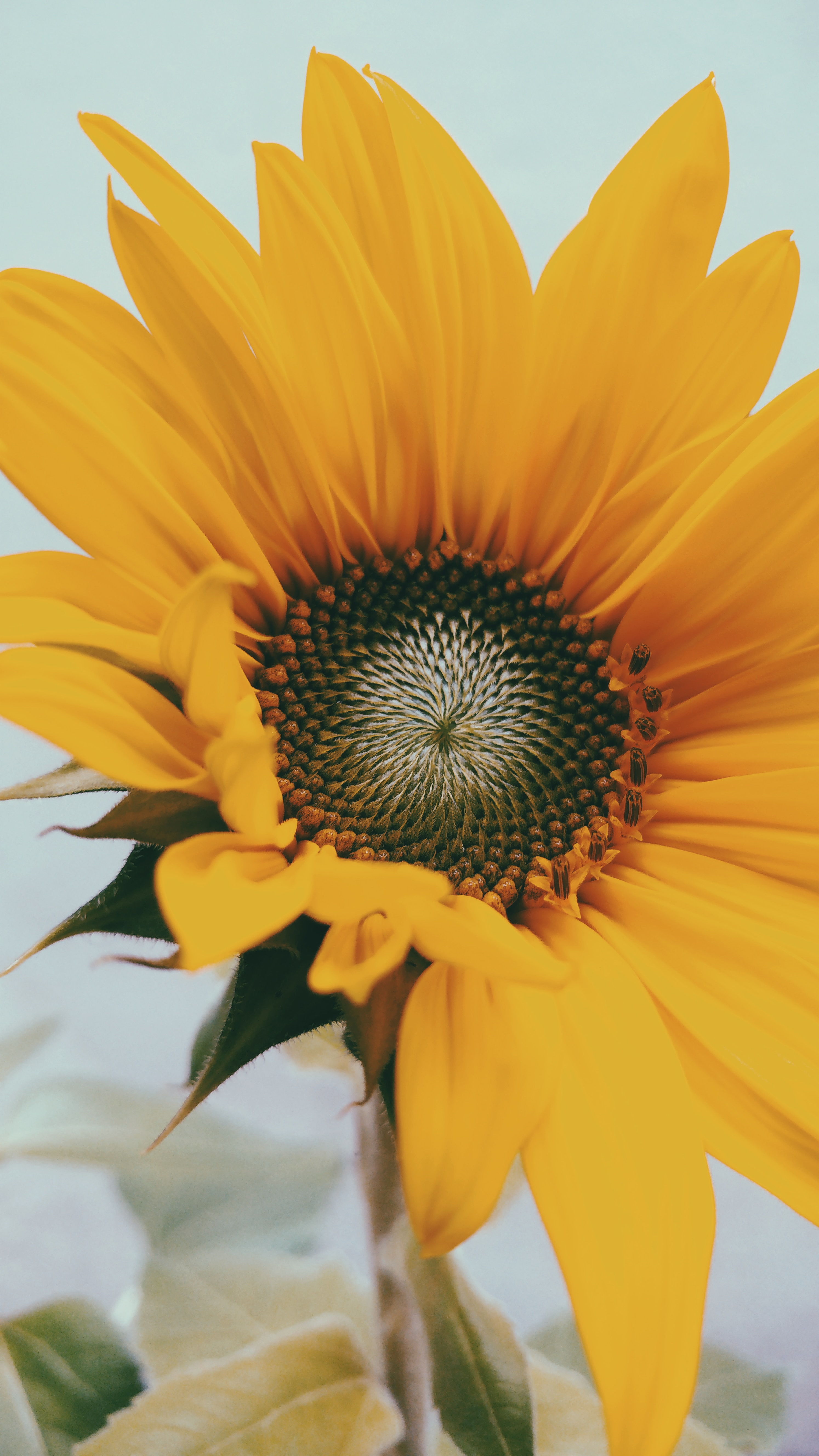 106980 Bildschirmschoner und Hintergrundbilder Sonnenblume auf Ihrem Telefon. Laden Sie blumen, gelb, blume, nahaufnahme, blühen, blühenden, nahansicht, sonnenblume Bilder kostenlos herunter