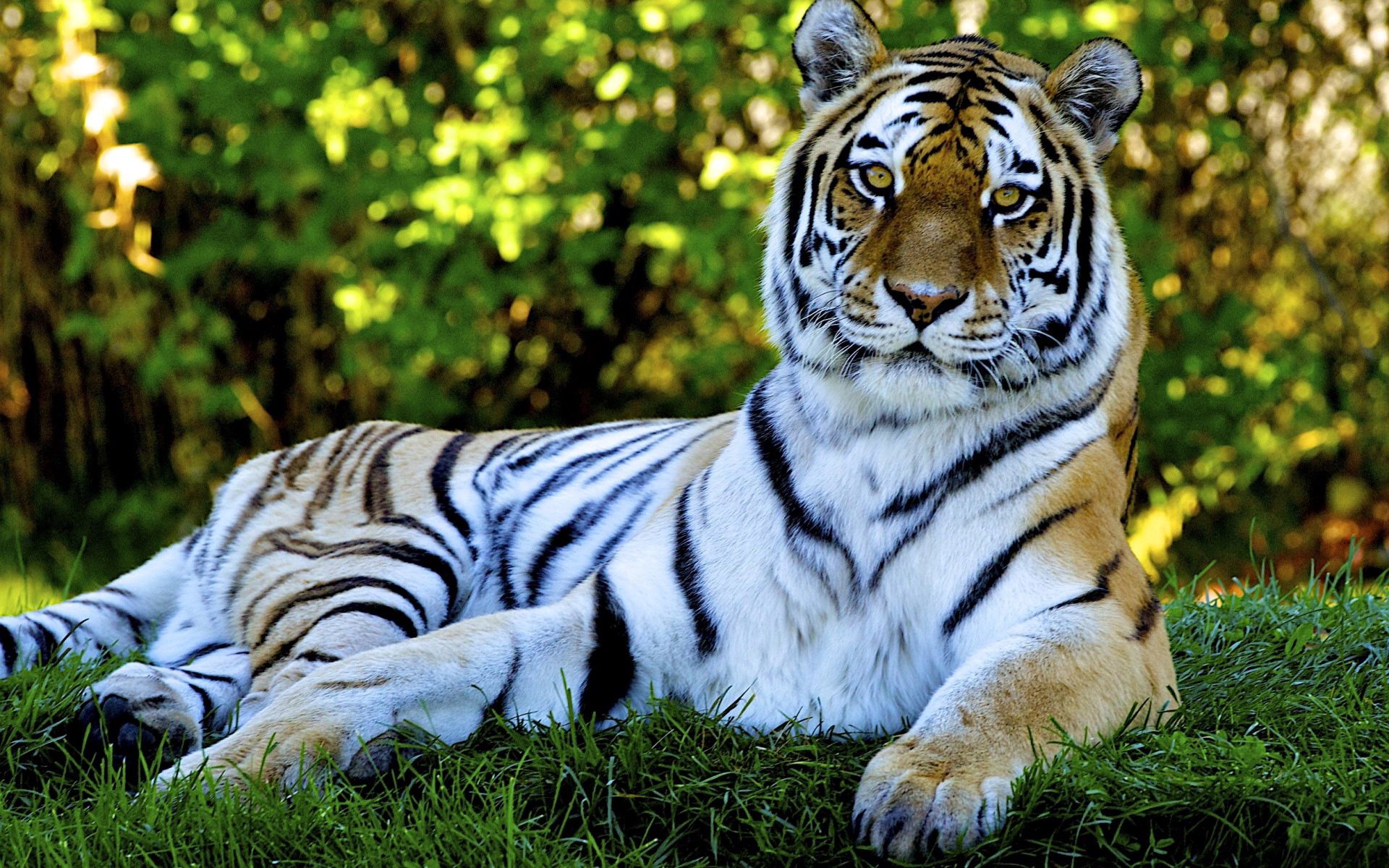 Mobile Wallpaper Lie grass, tiger, to lie down, big cat