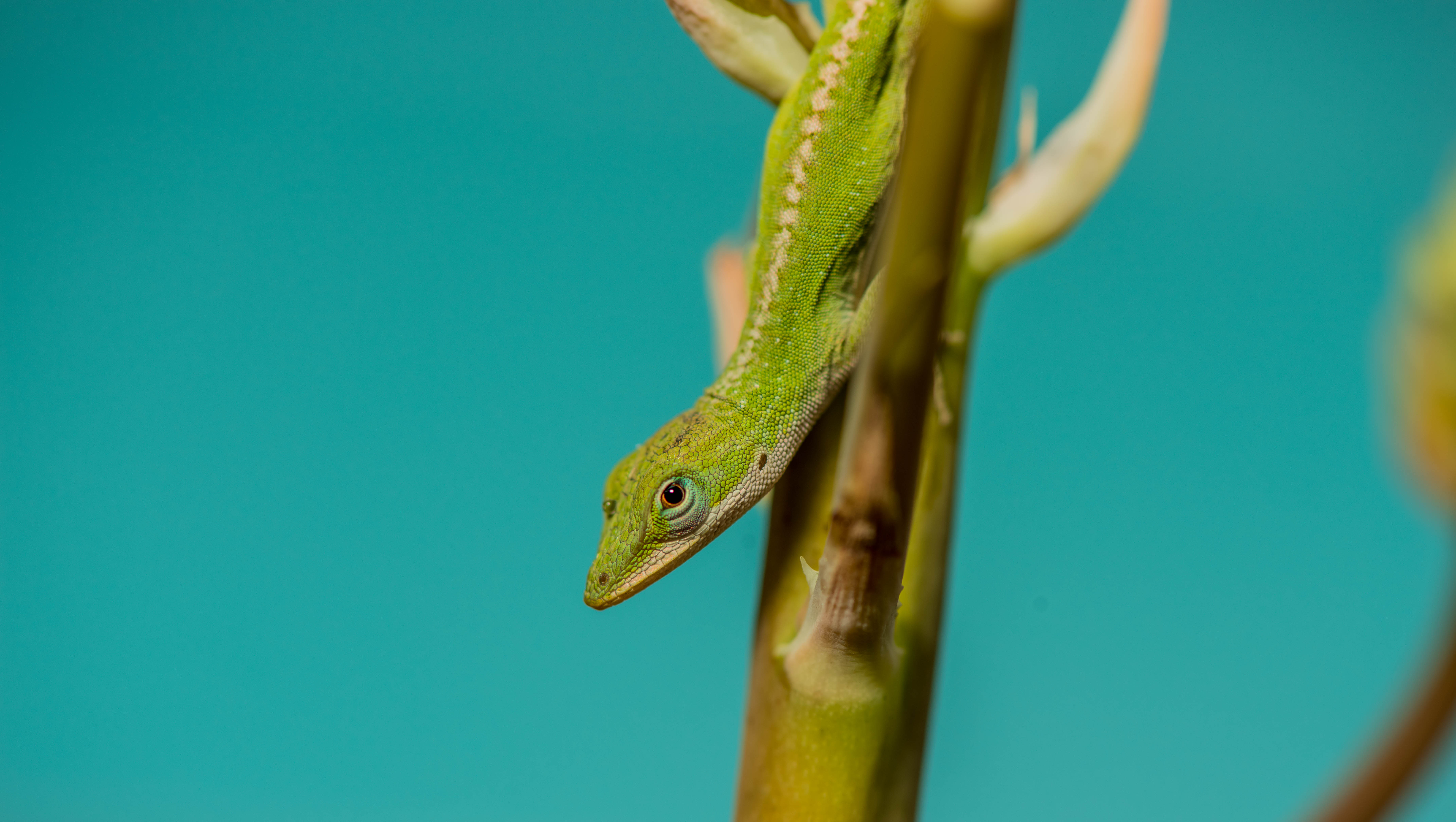 150601 Hintergrundbilder und Reptil Bilder auf dem Desktop. Laden Sie tiere, grün, amphibien, reptile Bildschirmschoner kostenlos auf den PC herunter