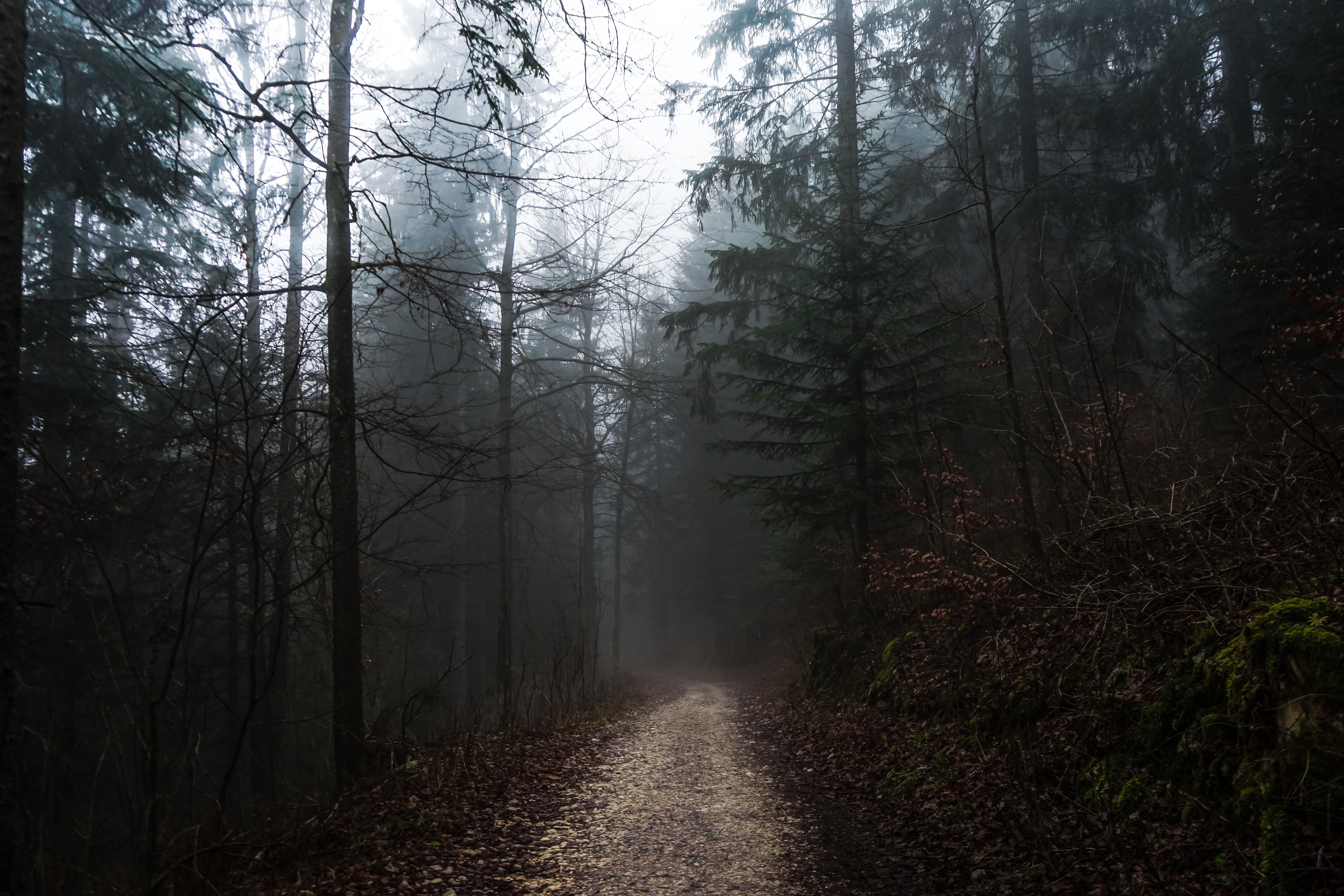 nature, trees, autumn, forest, fog, path, stroll lock screen backgrounds