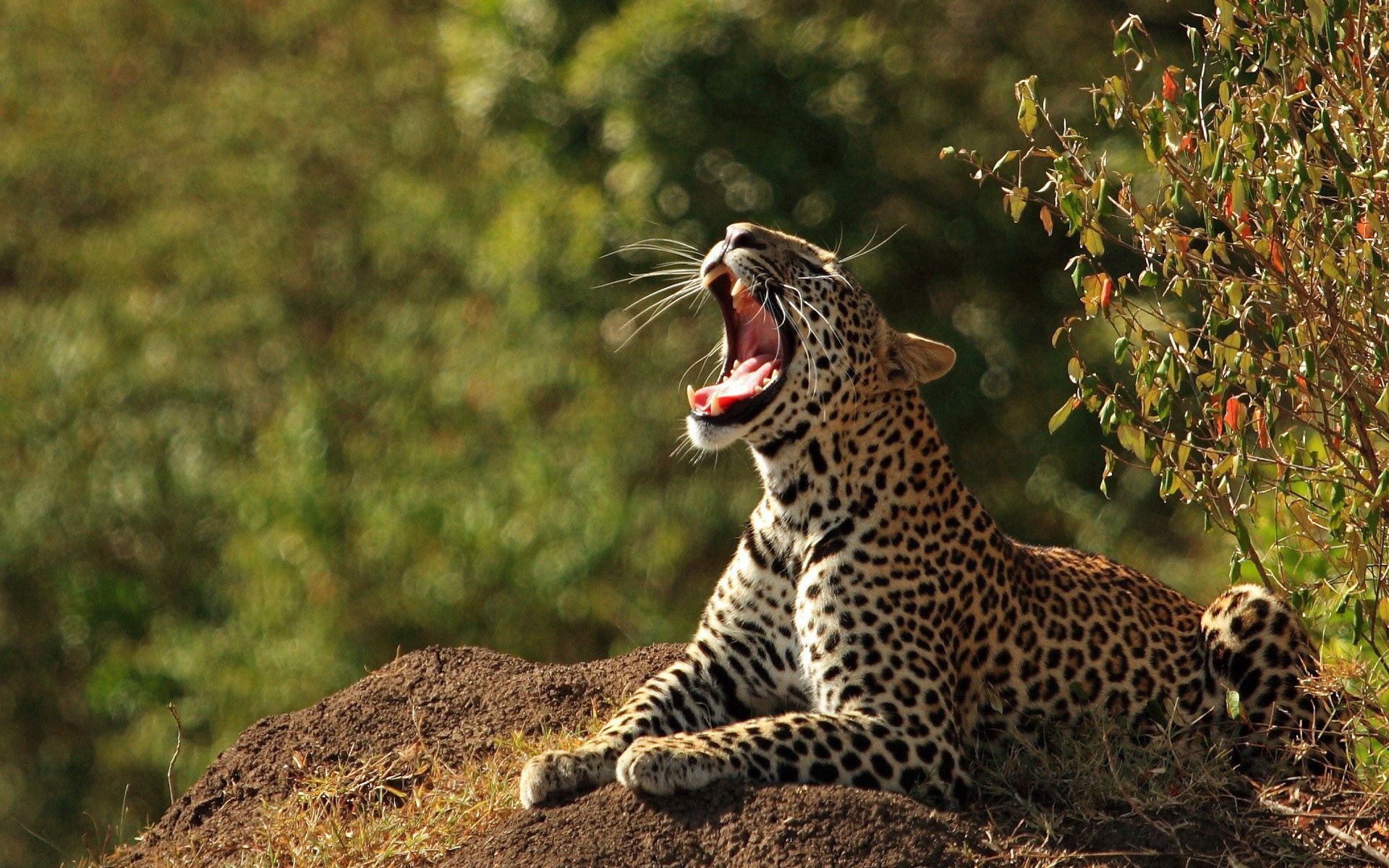 animals, stones, scream, cry Leopard Cellphone FHD pic
