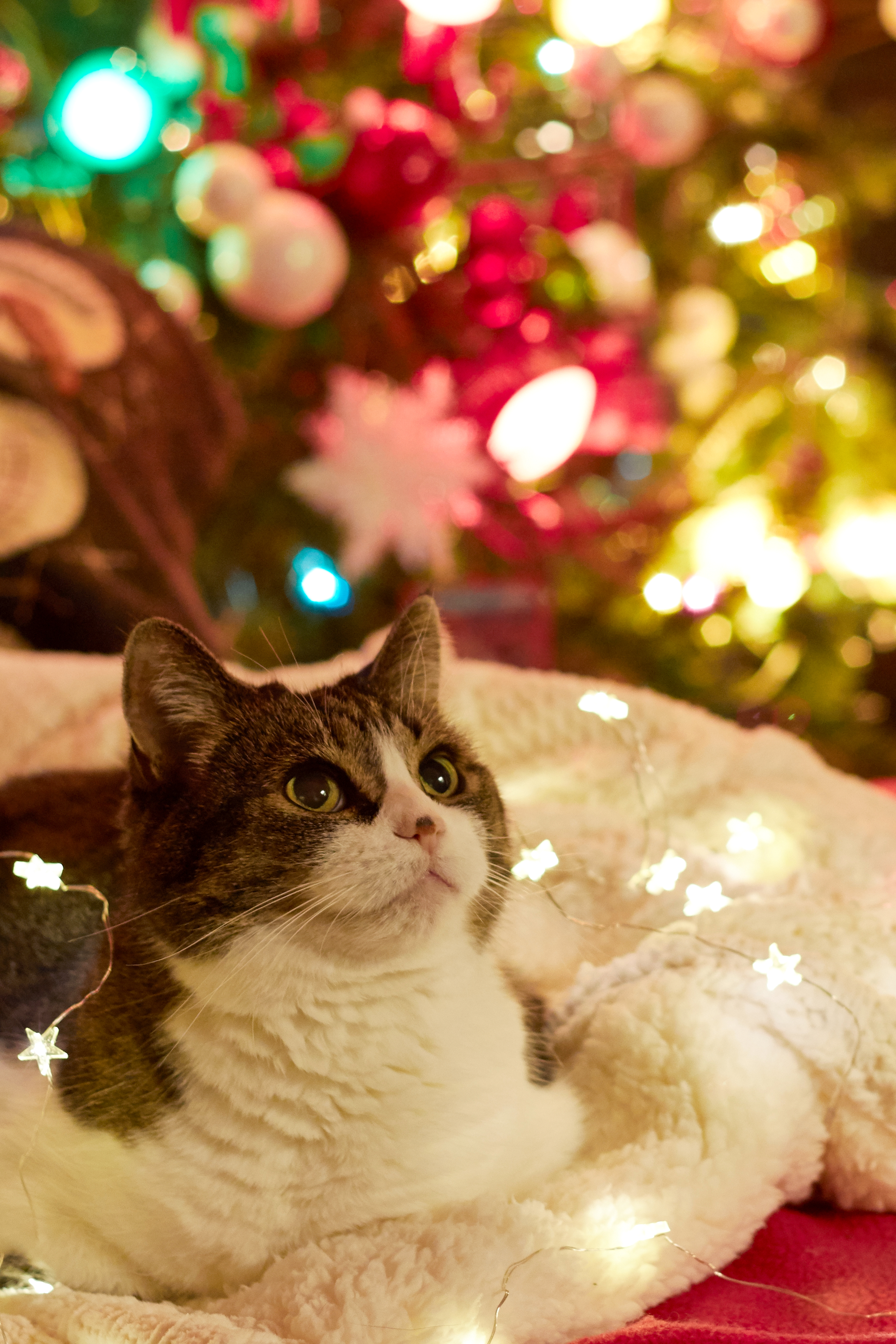 1080p pic holidays, garlands, cat, christmas tree