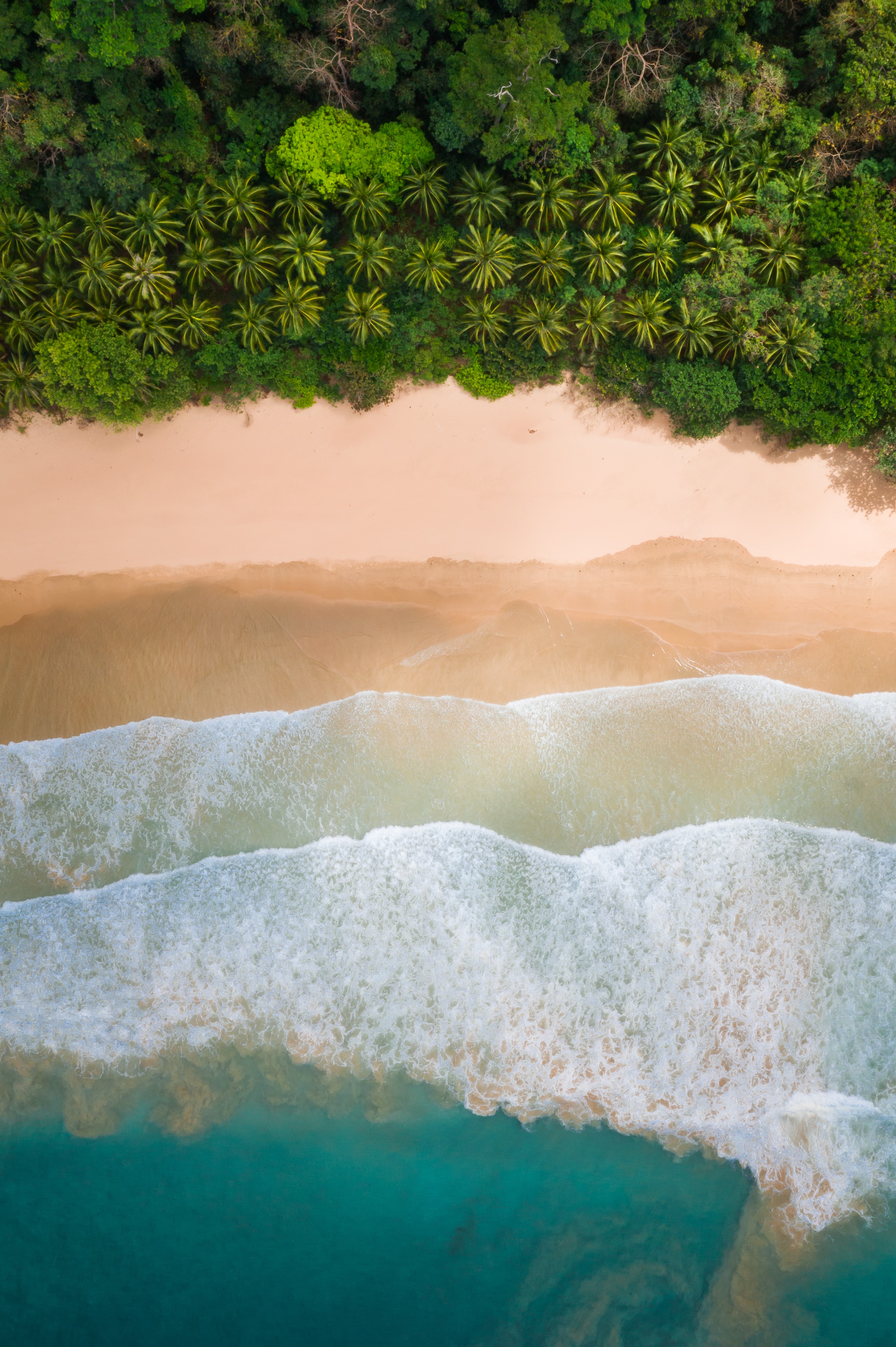 nature, waves, beach, palms, coast phone background