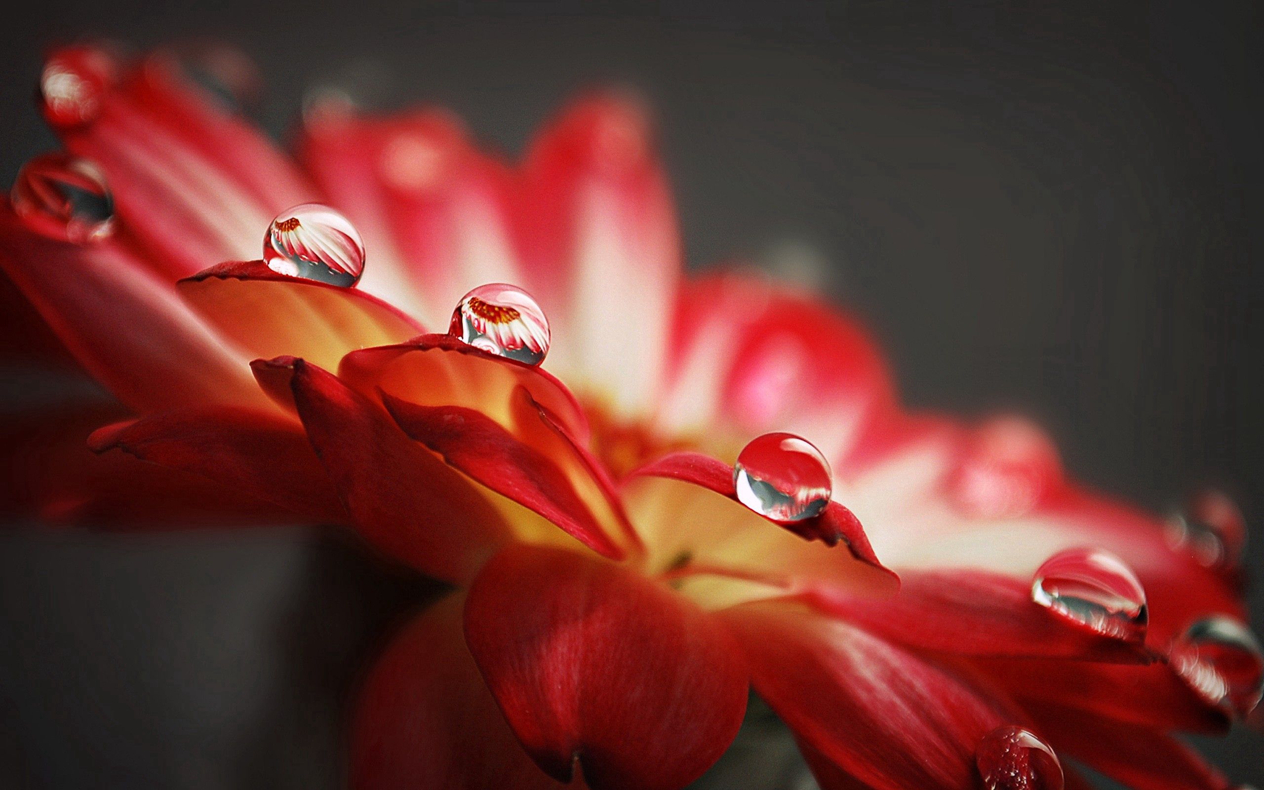Laden Sie das Blume, Drops, Makro, Blütenblätter, Oberfläche-Bild kostenlos auf Ihren PC-Desktop herunter