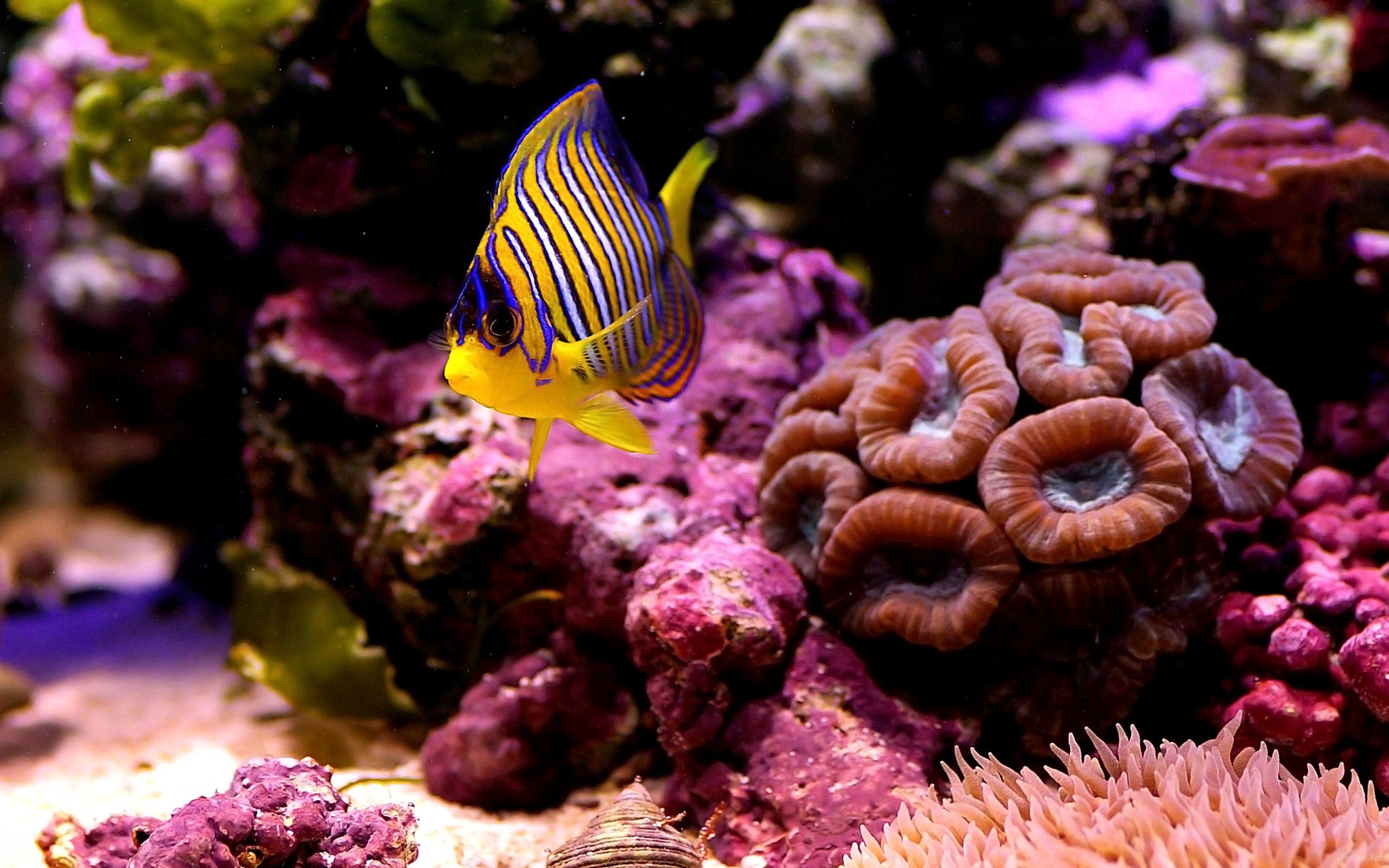 coral, animals, sea, macro, small fish, fishy, bottom