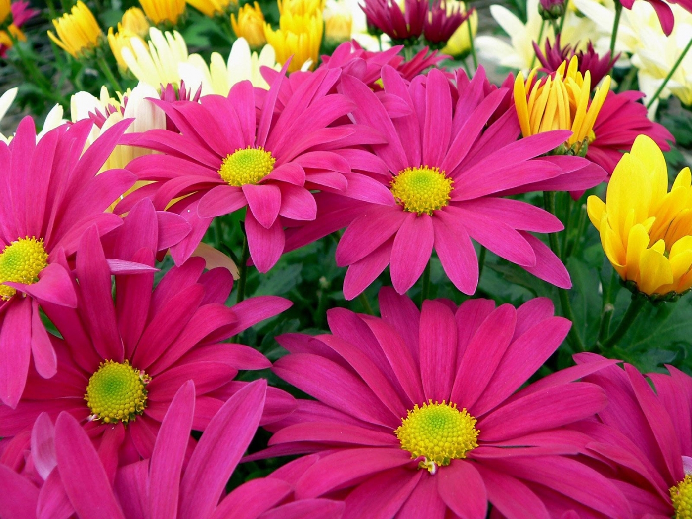 Plants flowers, red 1366x768 Wallpapers