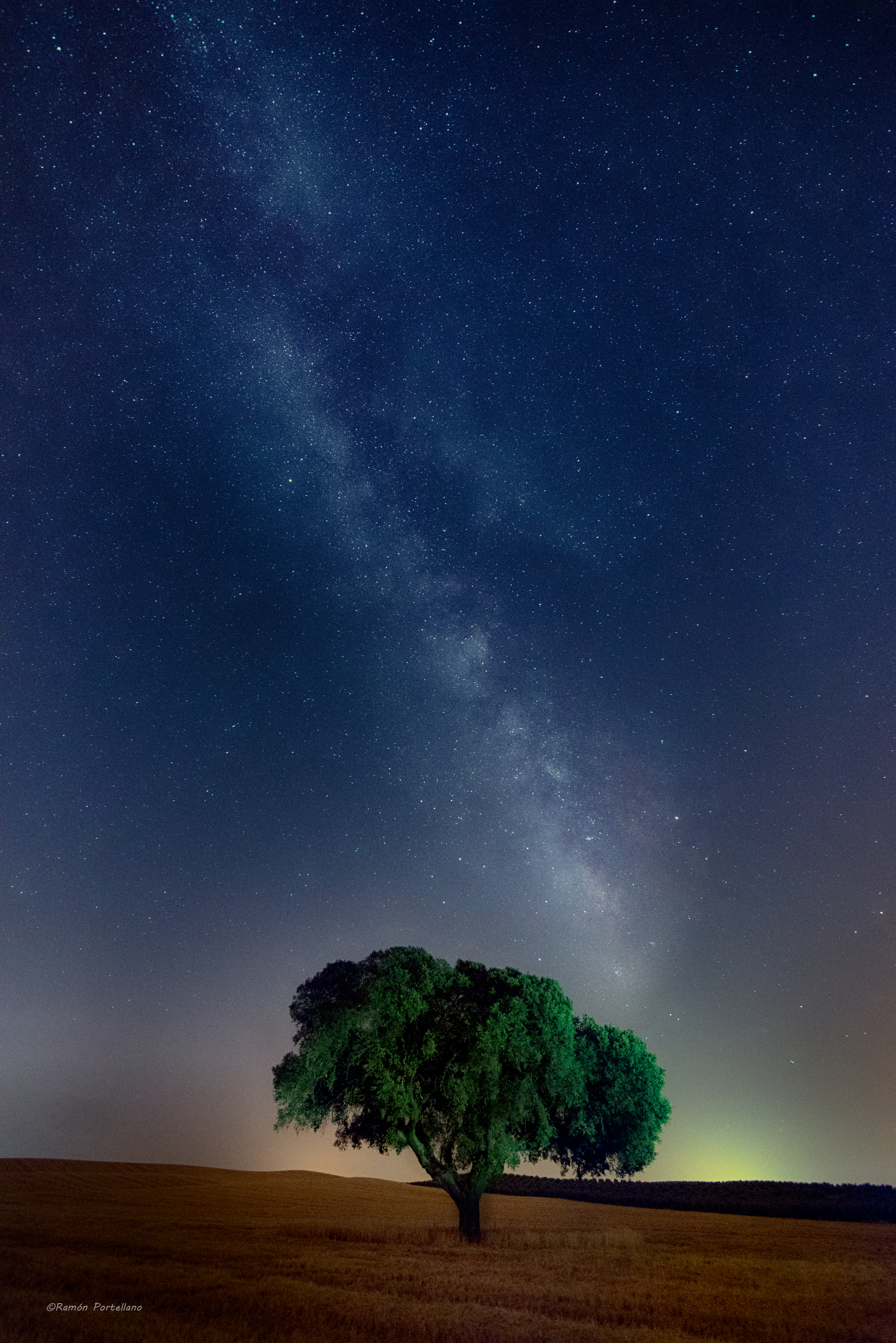 wood, tree, nature, grass, night, starry sky, field Phone Background