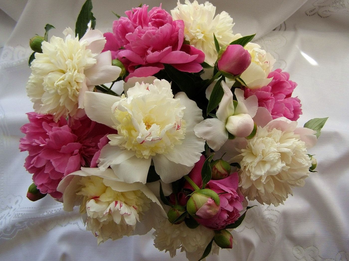 Laden Sie das Blumen, Pfingstrosen, Strauß, Bouquet, Knospen, Tischdecke-Bild kostenlos auf Ihren PC-Desktop herunter