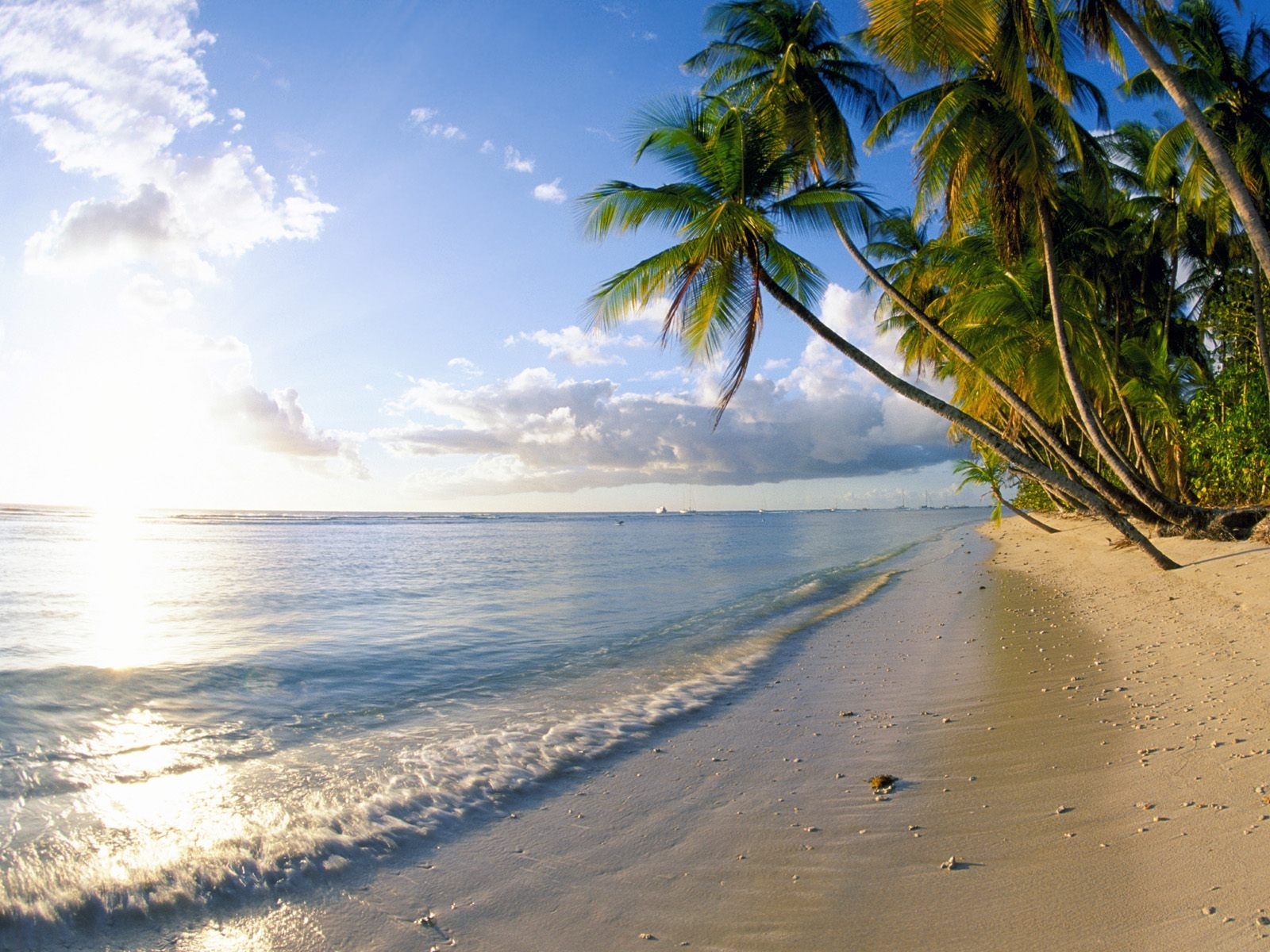 palms, beach, landscape, water, sea QHD