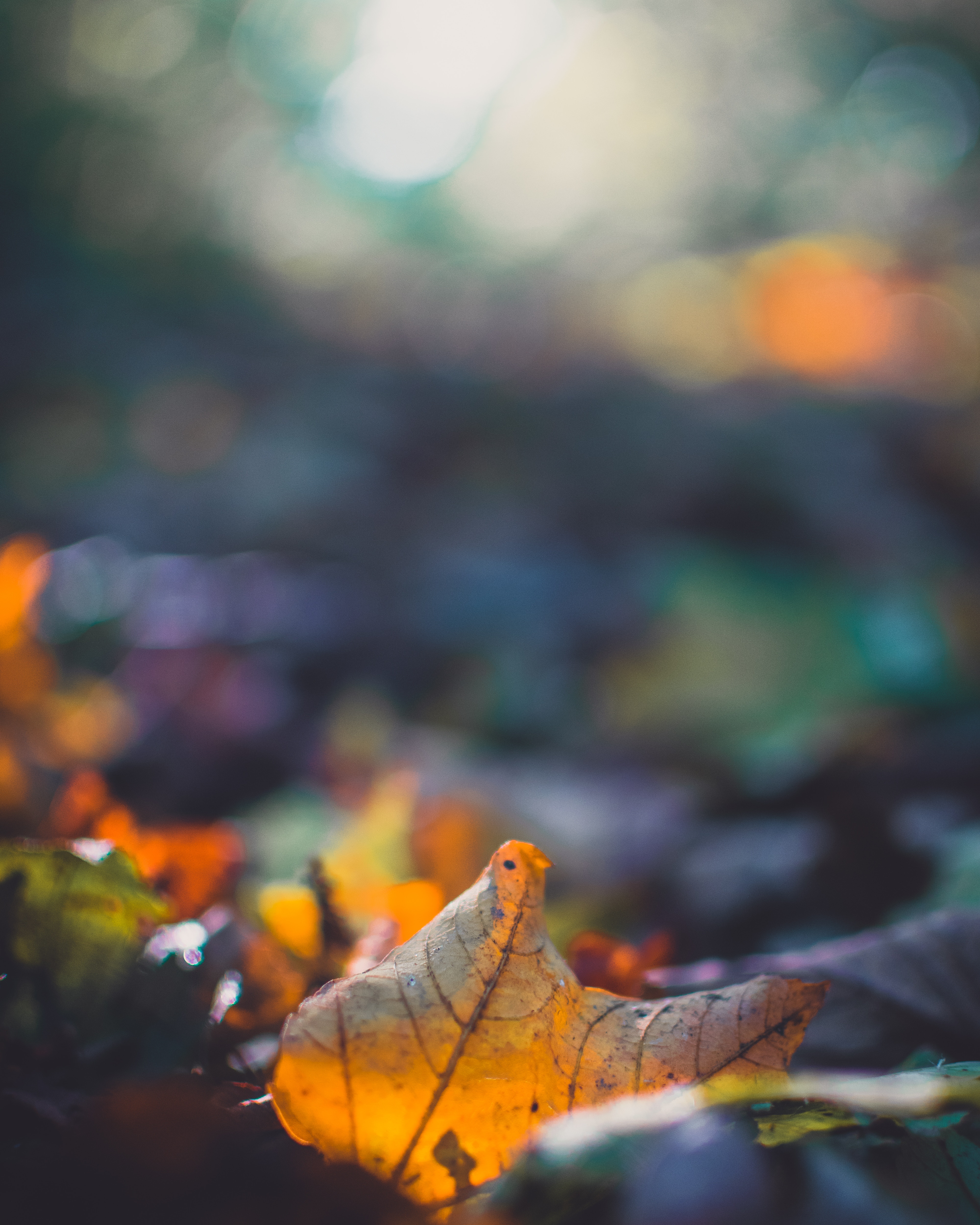 86372 Screensavers and Wallpapers Fallen for phone. Download autumn, macro, blur, smooth, sheet, leaf, fallen pictures for free