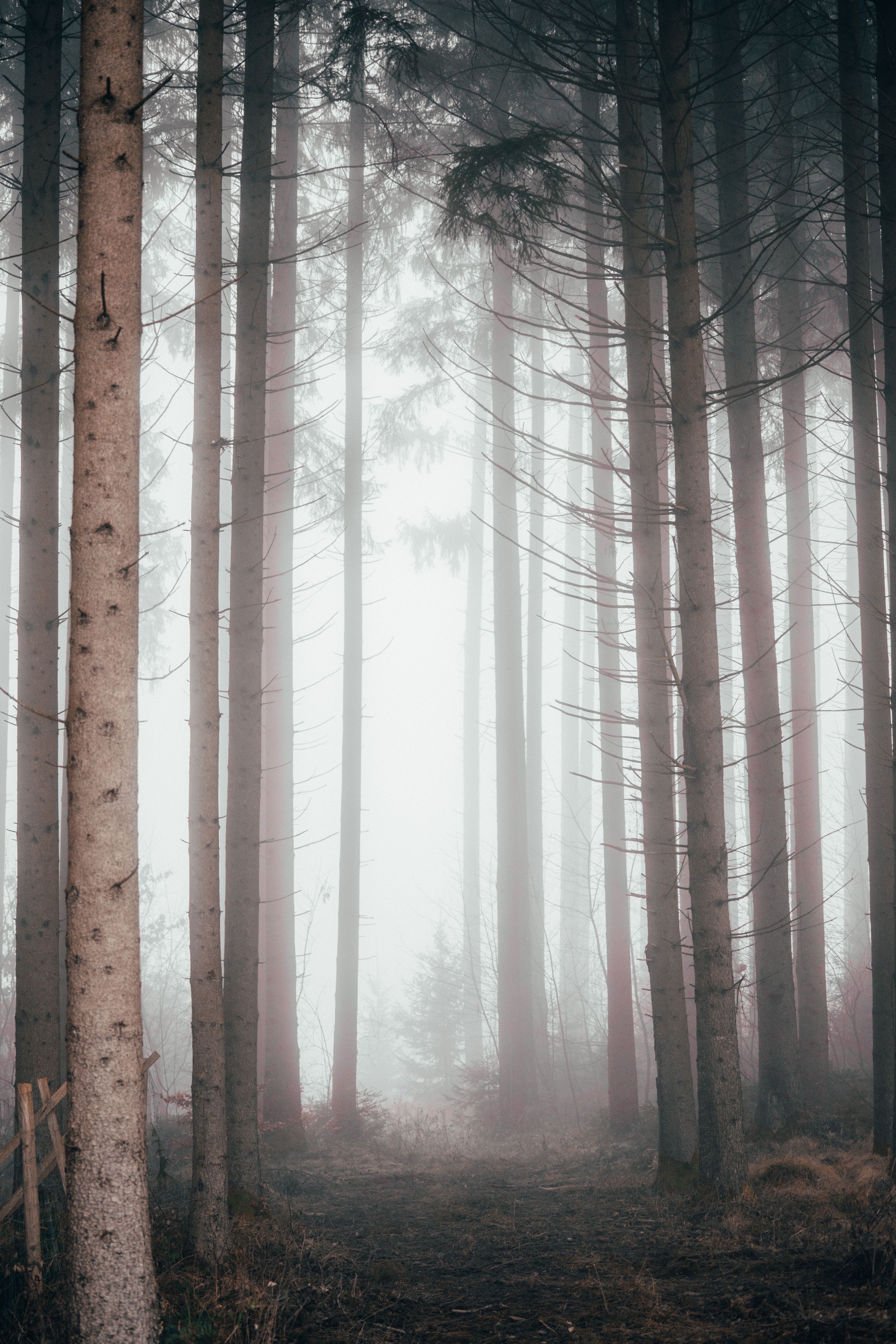 forest, pine, nature, fog Trees Full HD Wallpaper