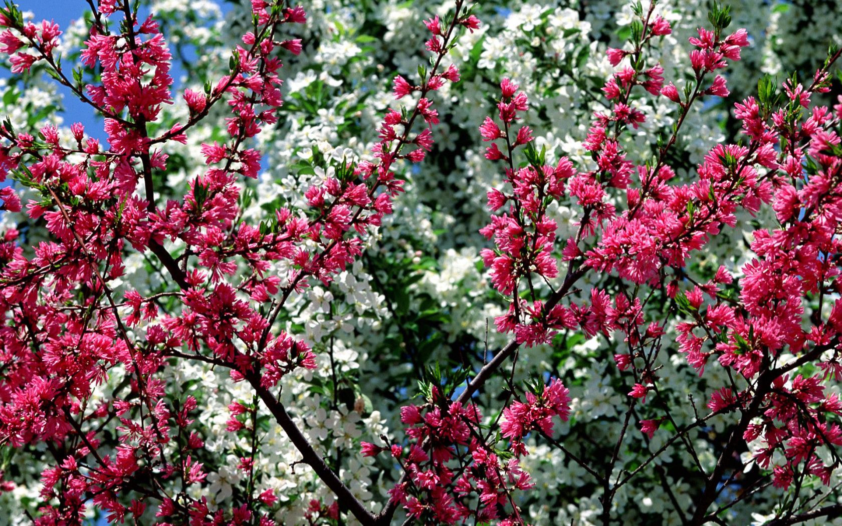 Laden Sie das Frühling, Blumen, Sky, Rosa, Geäst, Zweige, Blühen, Blühenden, Stimmung-Bild kostenlos auf Ihren PC-Desktop herunter