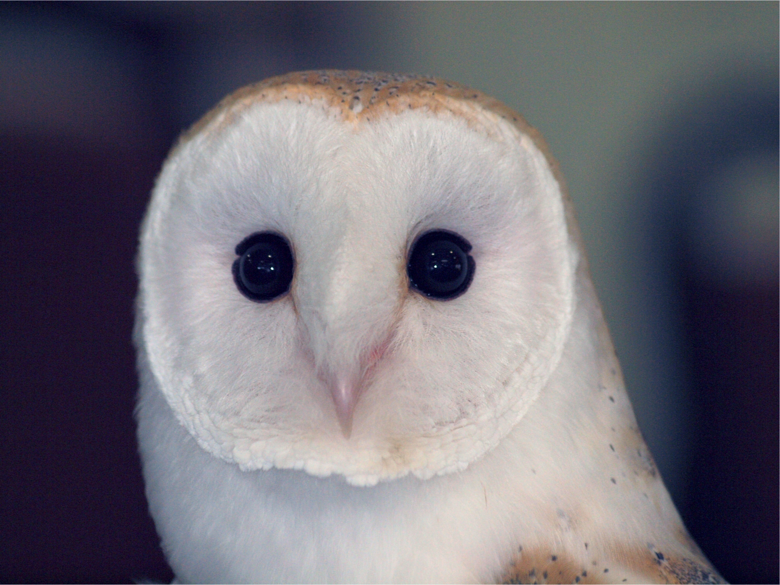 Eyes owl, dangerous, sipucha, bird Lock Screen