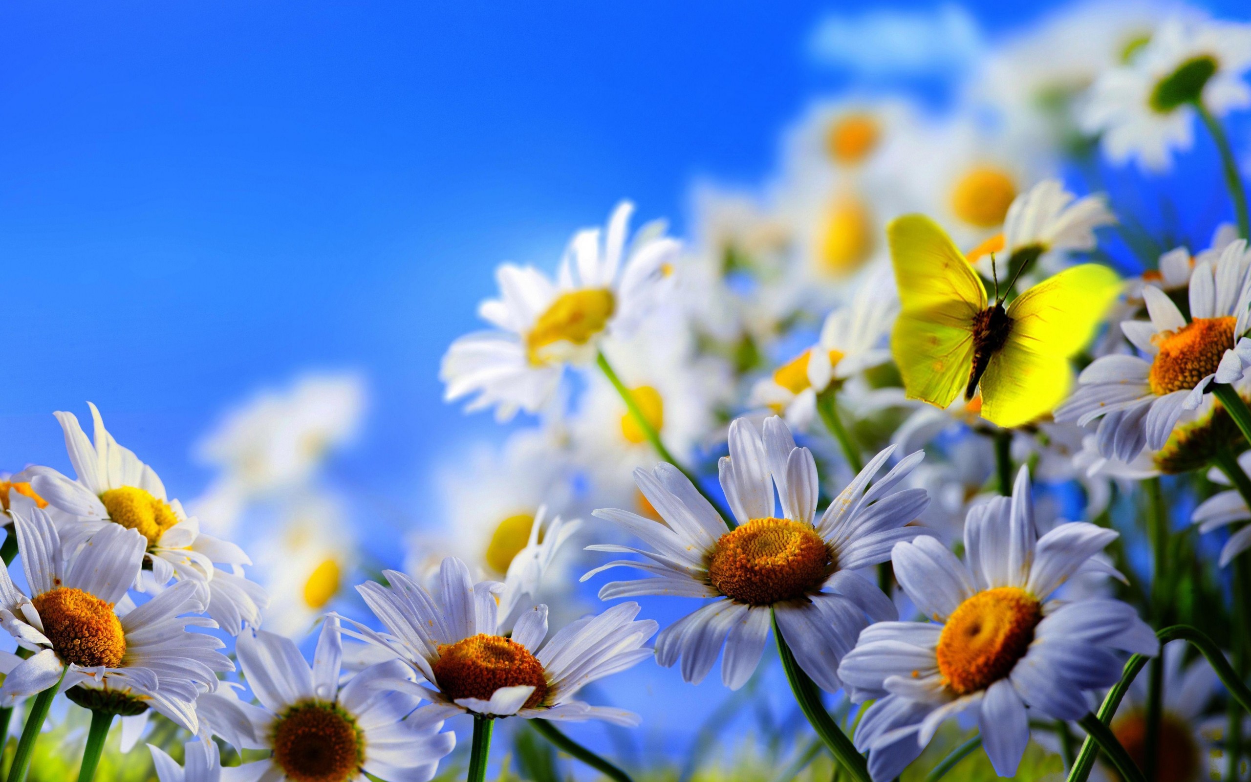 27234 завантажити шпалери квіти, метелики, рослини, комахи, ромашки, блакитний - заставки і картинки безкоштовно